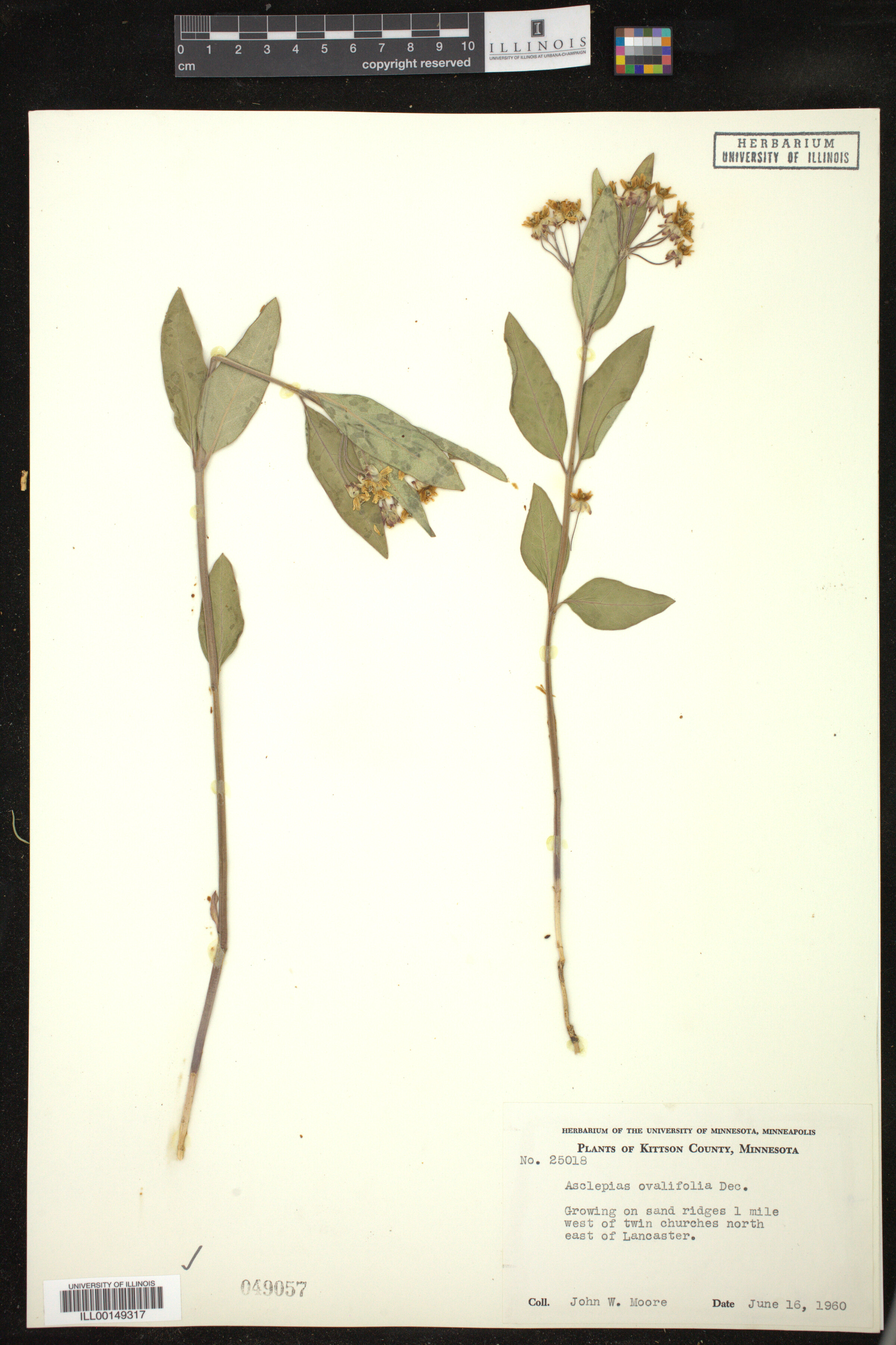 Asclepias ovalifolia image