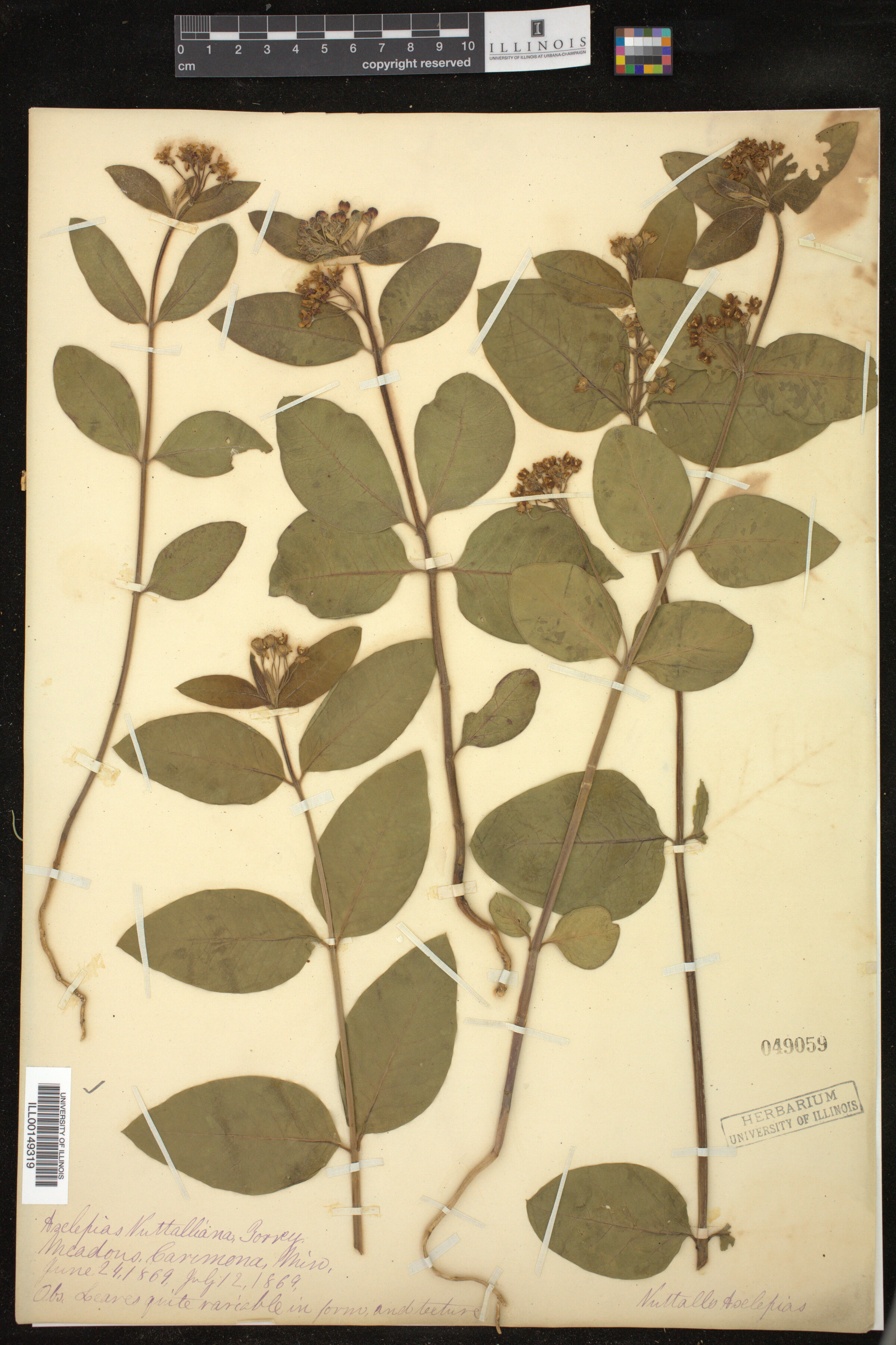 Asclepias ovalifolia image