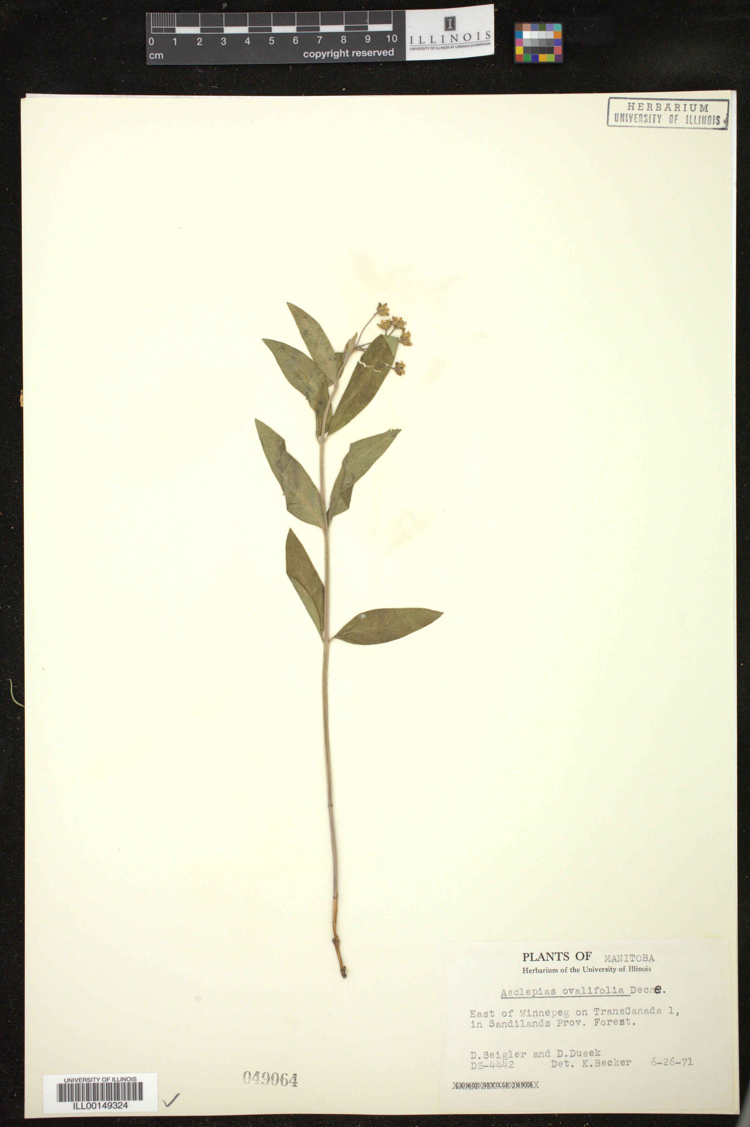 Asclepias ovalifolia image
