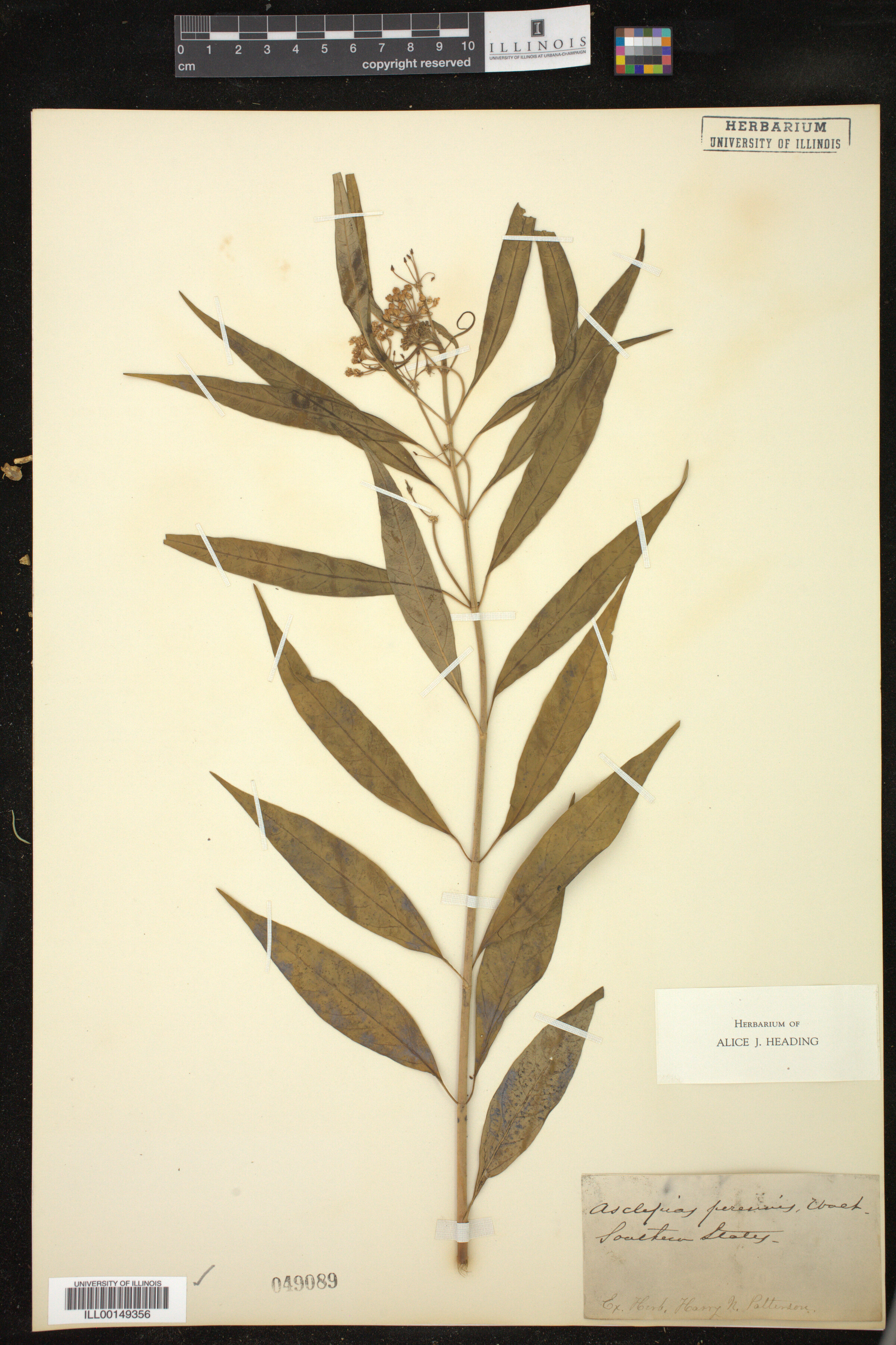 Asclepias perennis image
