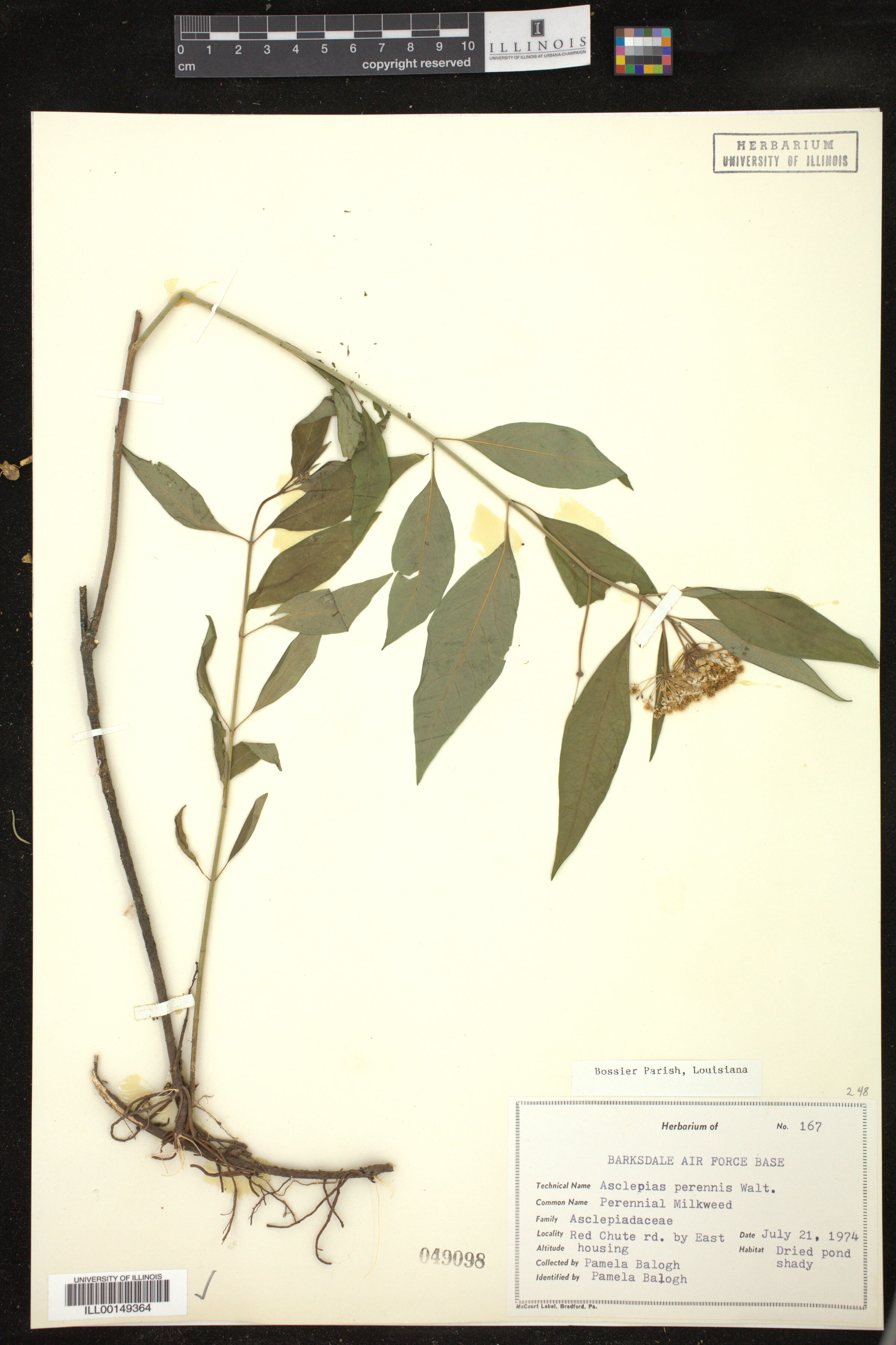 Asclepias perennis image