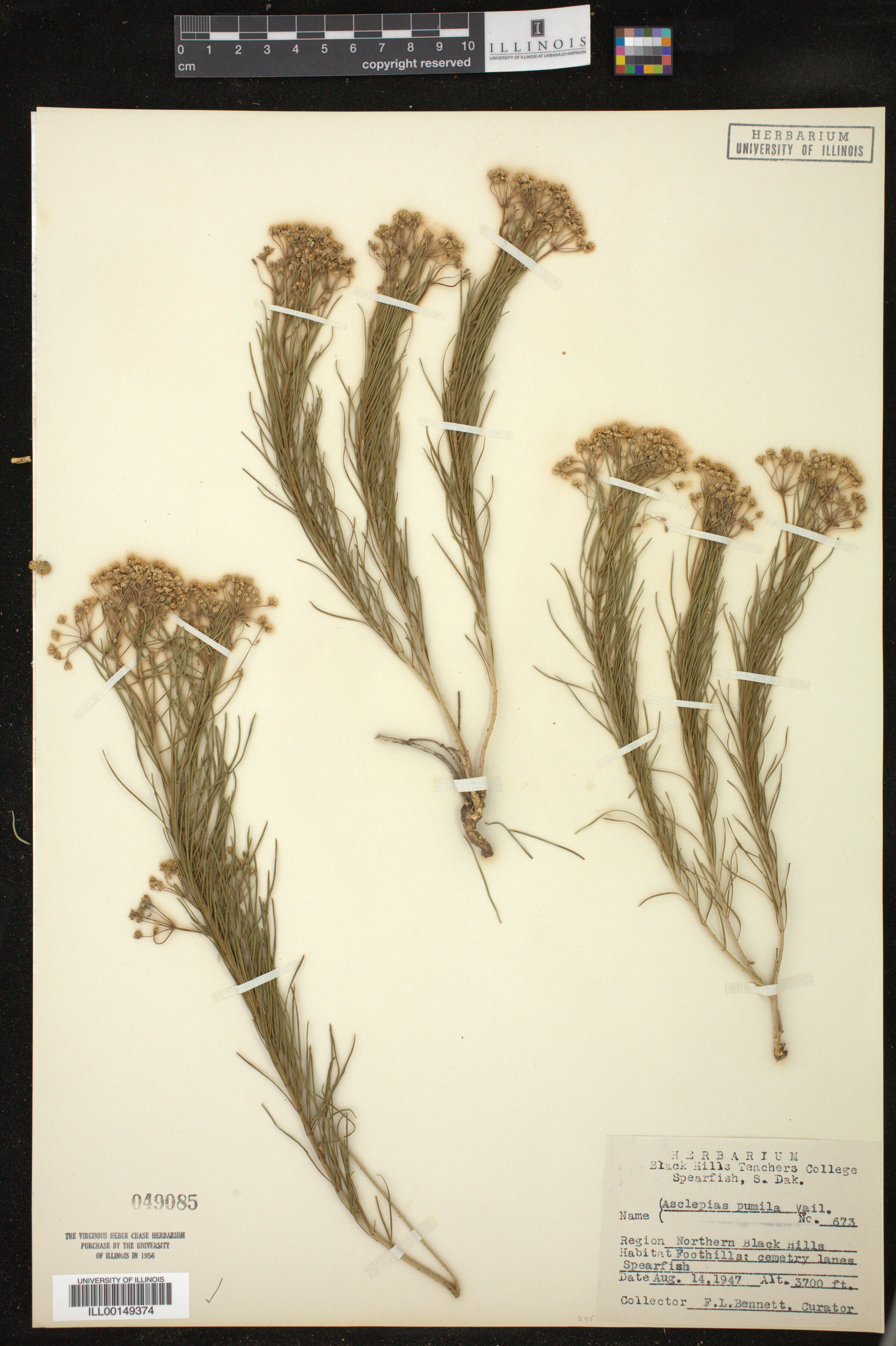 Asclepias pumila image