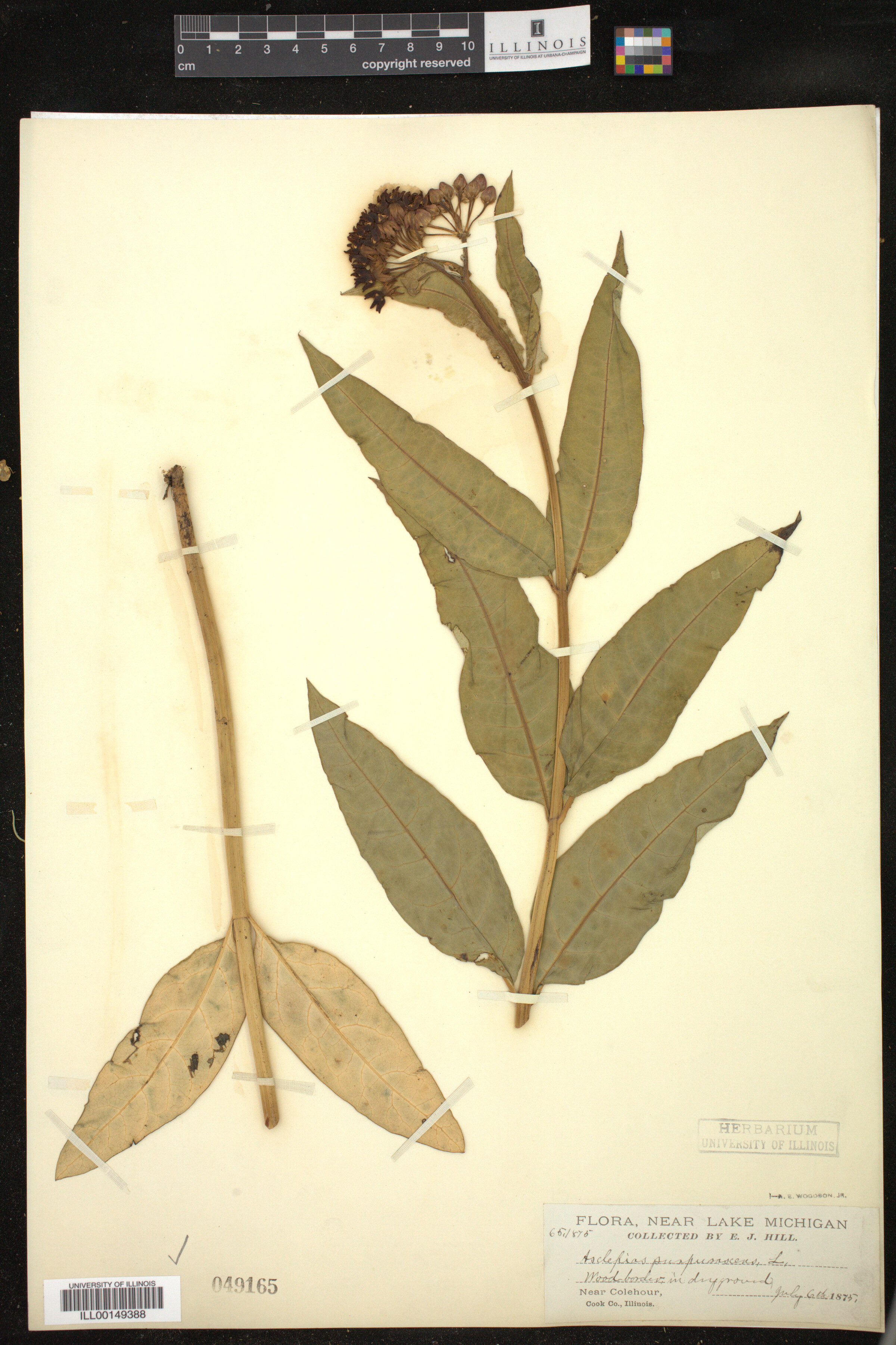 Asclepias purpurascens image