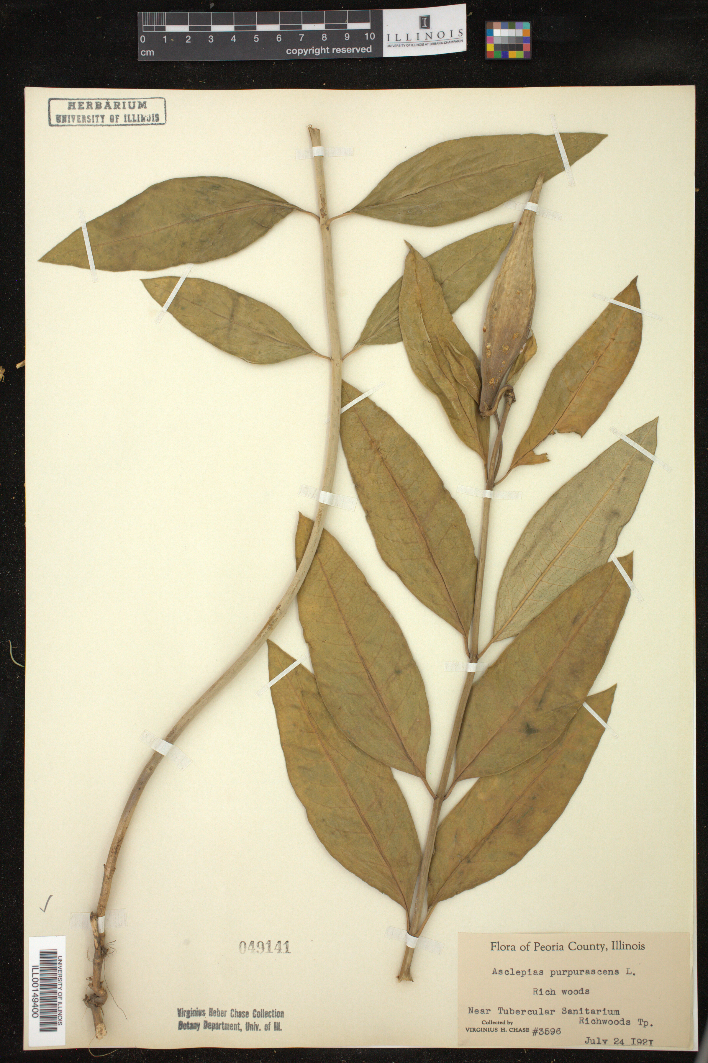 Asclepias purpurascens image