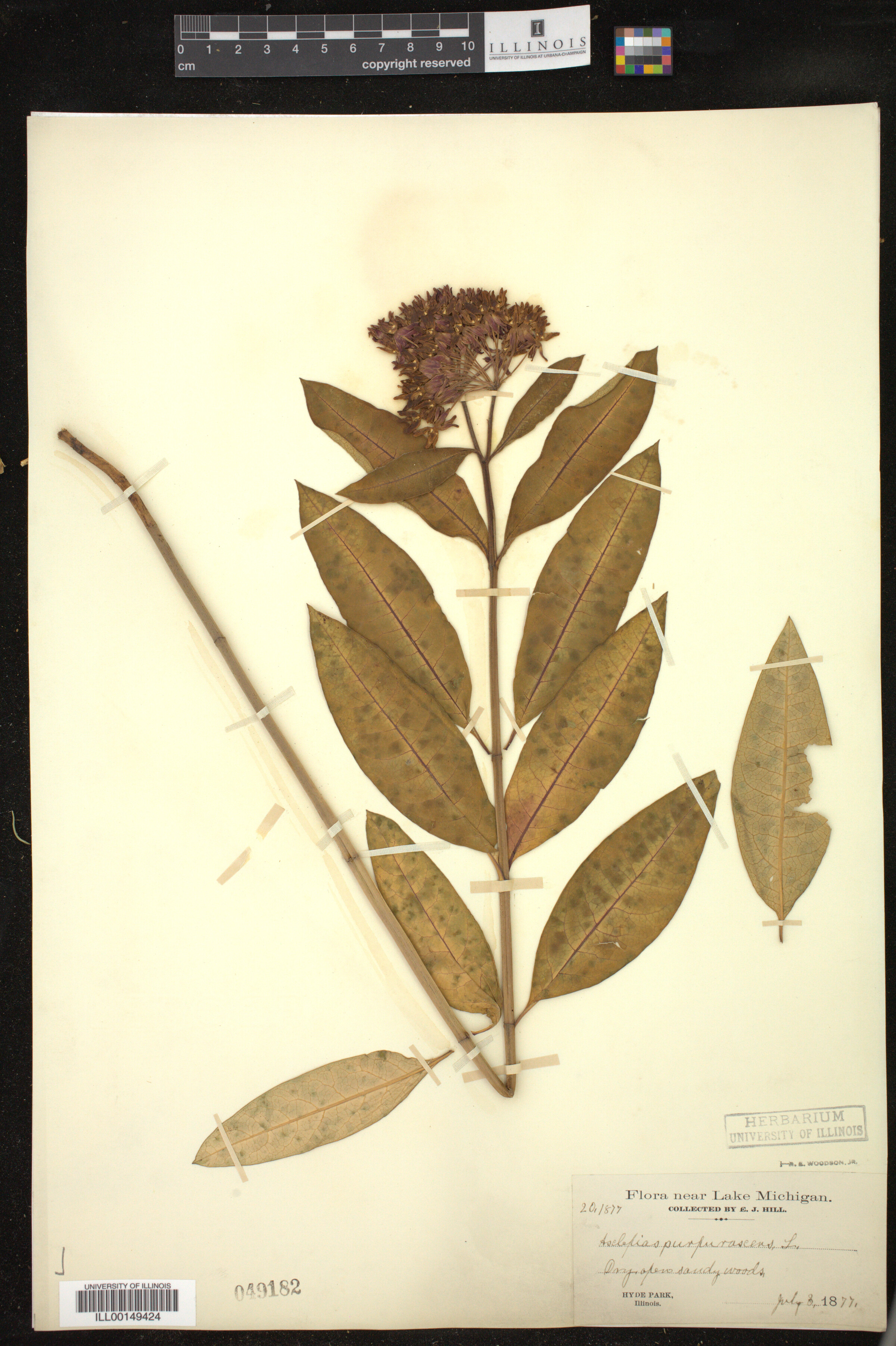 Asclepias purpurascens image