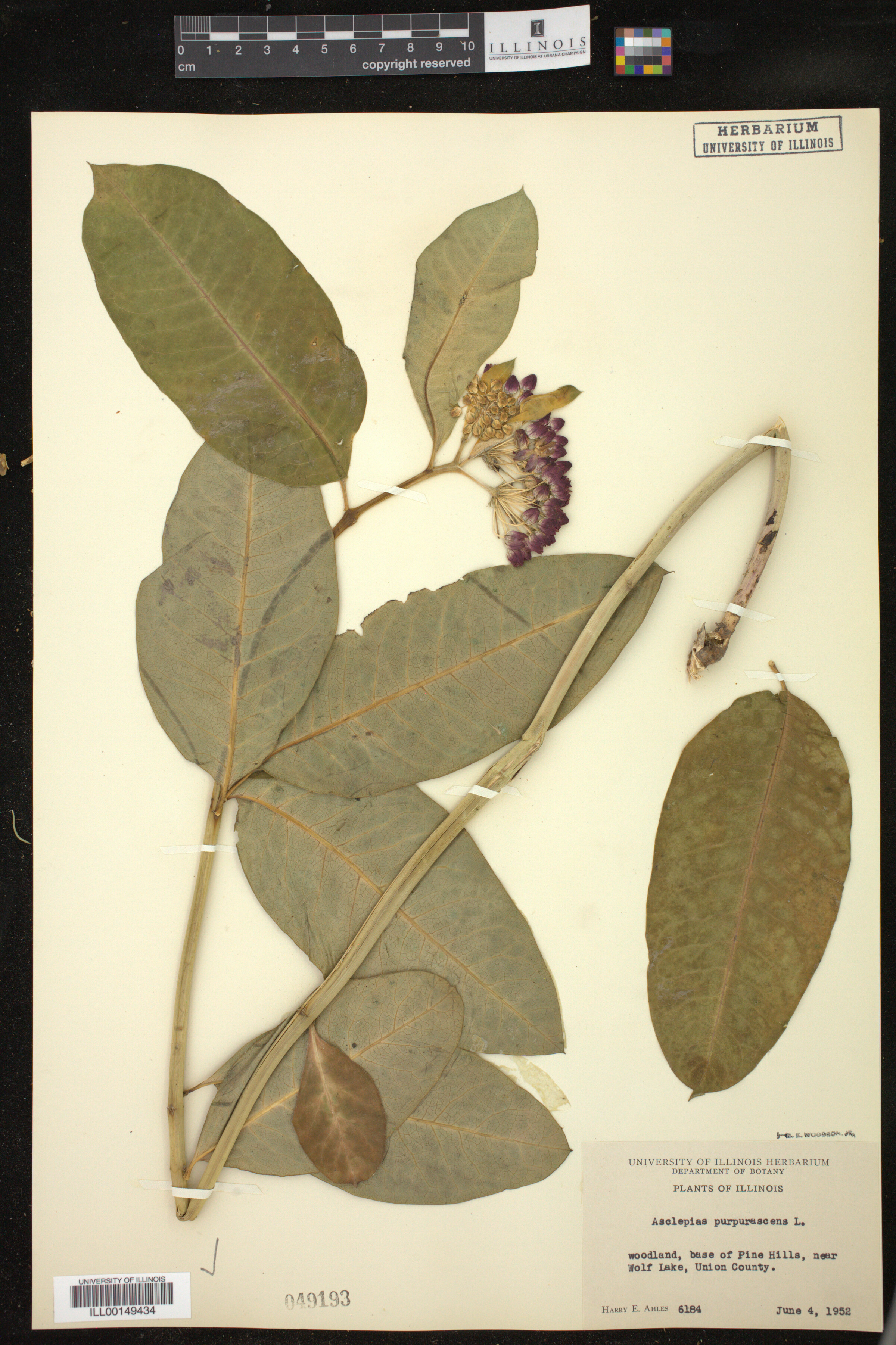 Asclepias purpurascens image