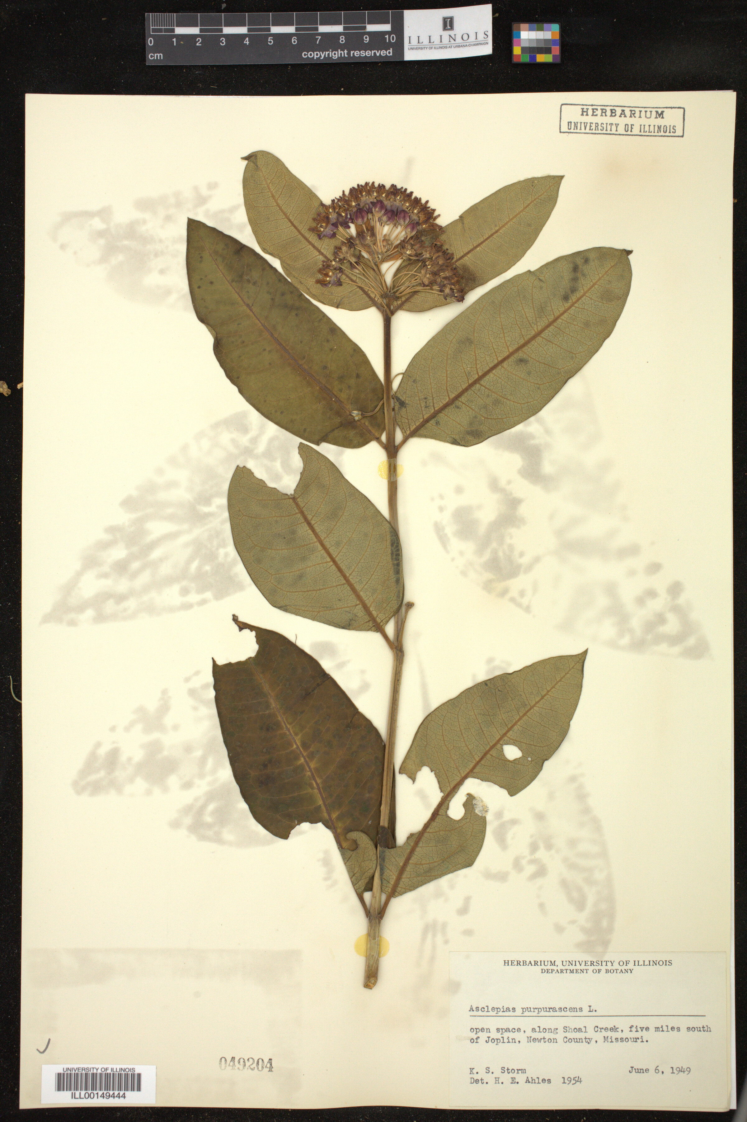 Asclepias purpurascens image