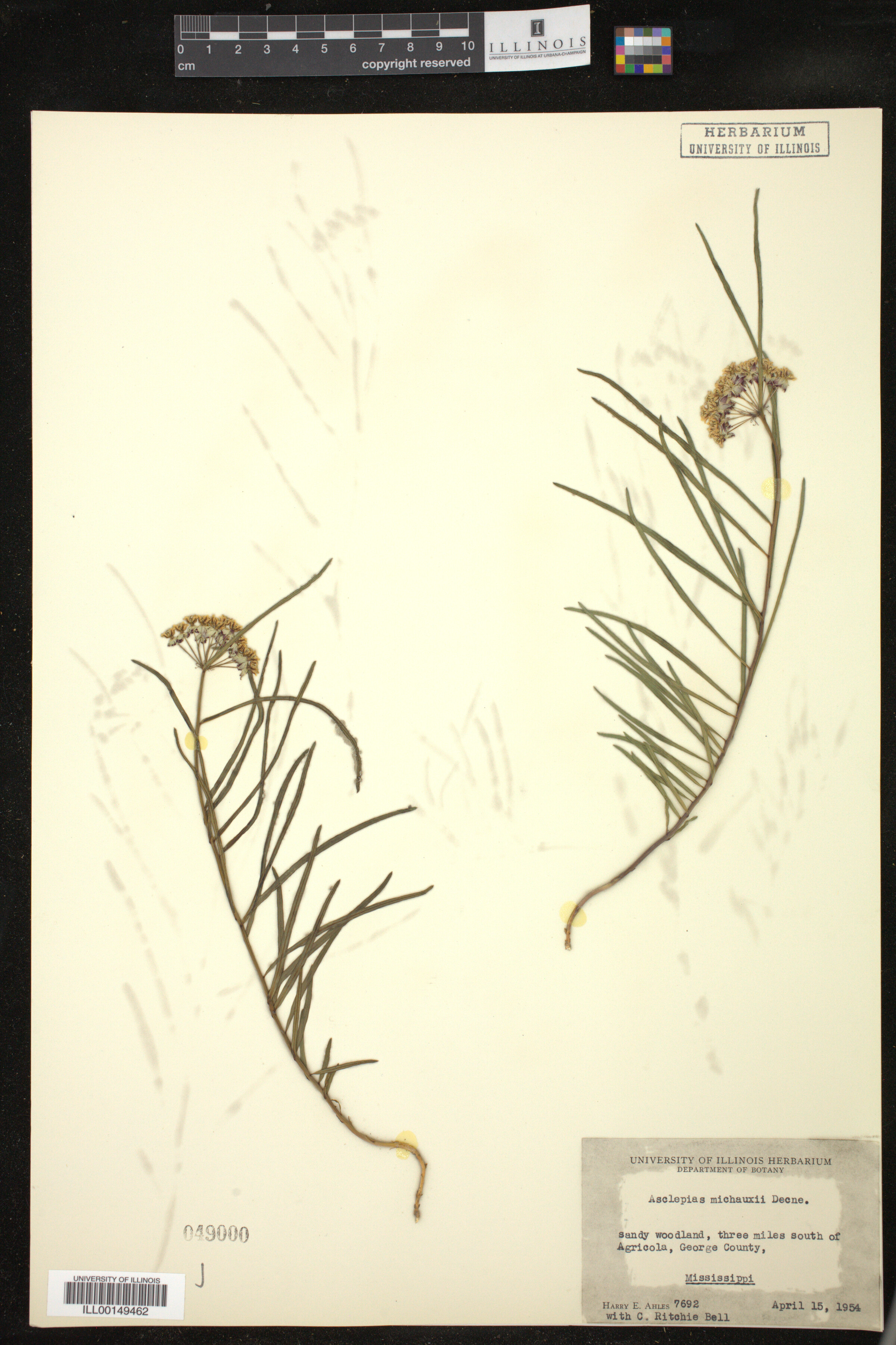 Asclepias michauxii image