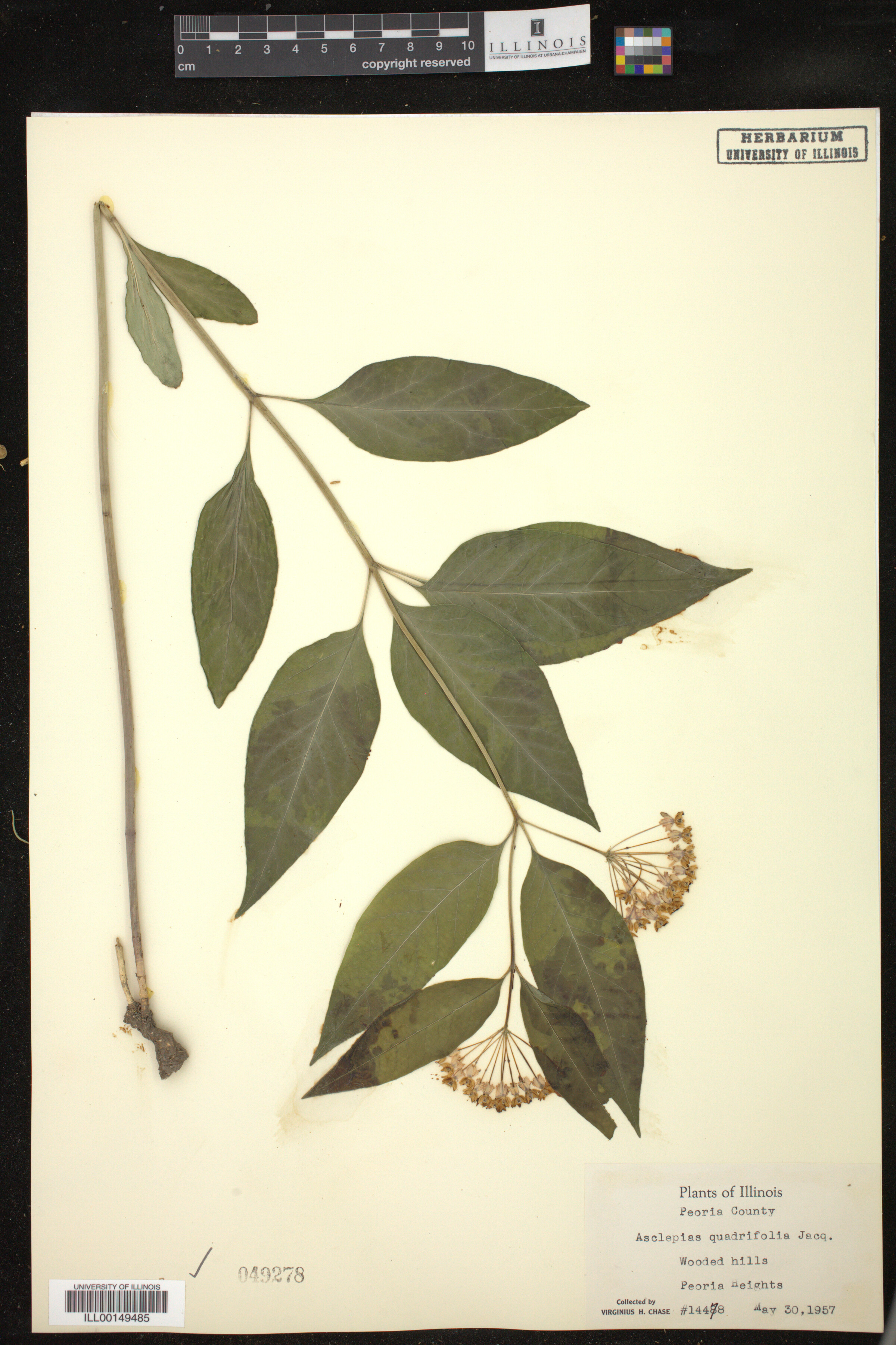 Asclepias quadrifolia image