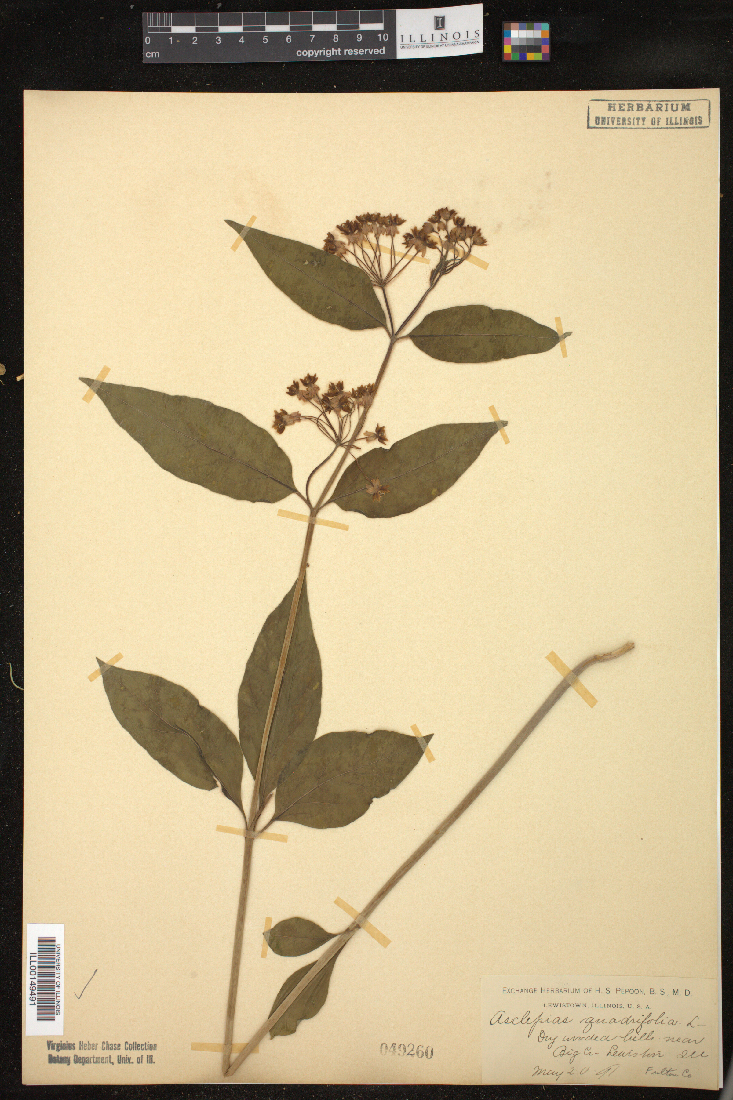 Asclepias quadrifolia image