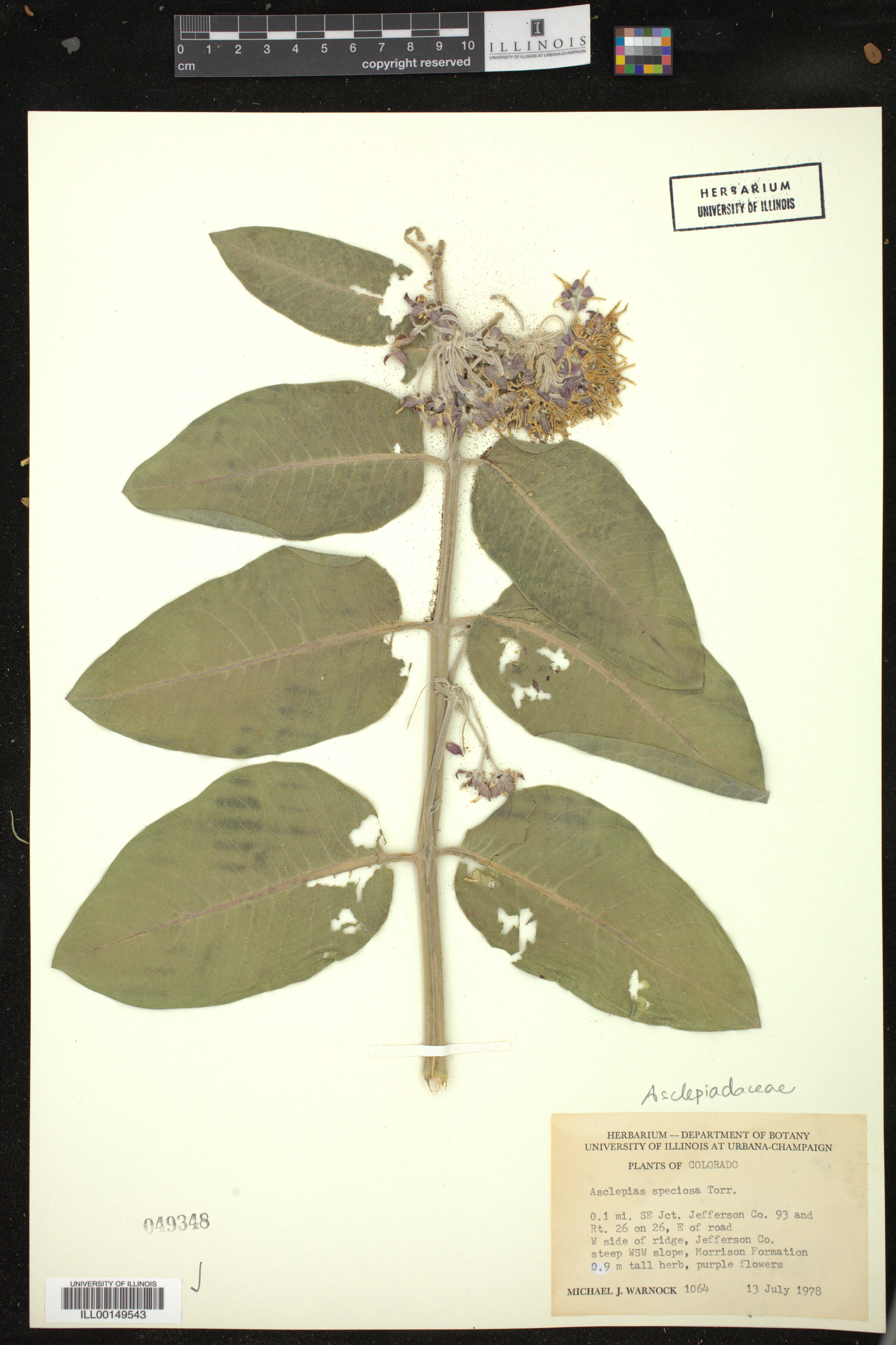 Asclepias speciosa image