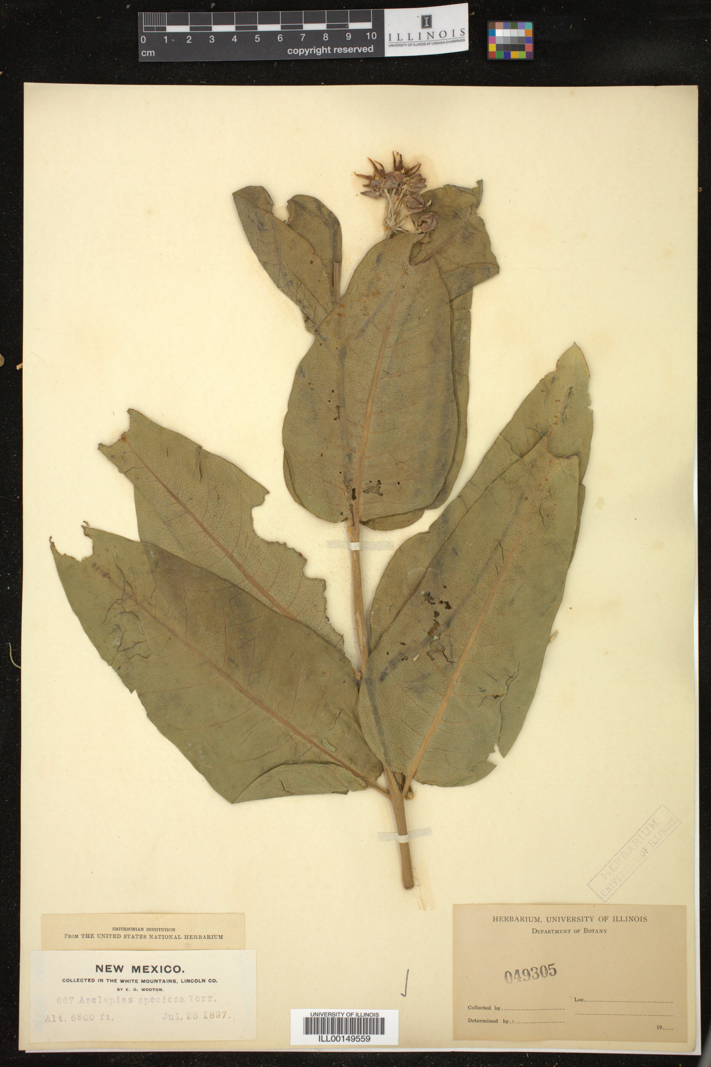 Asclepias speciosa image