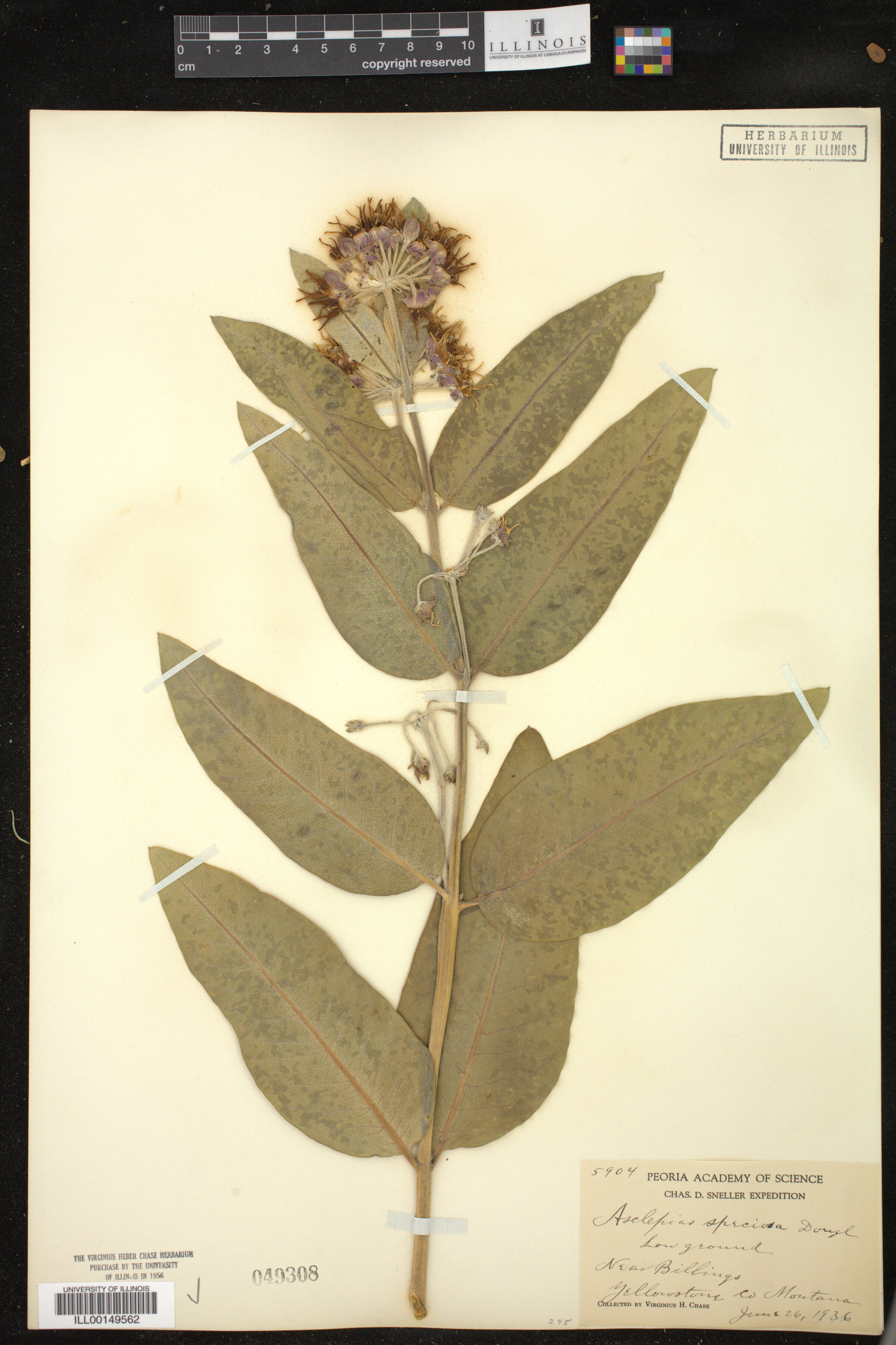 Asclepias speciosa image