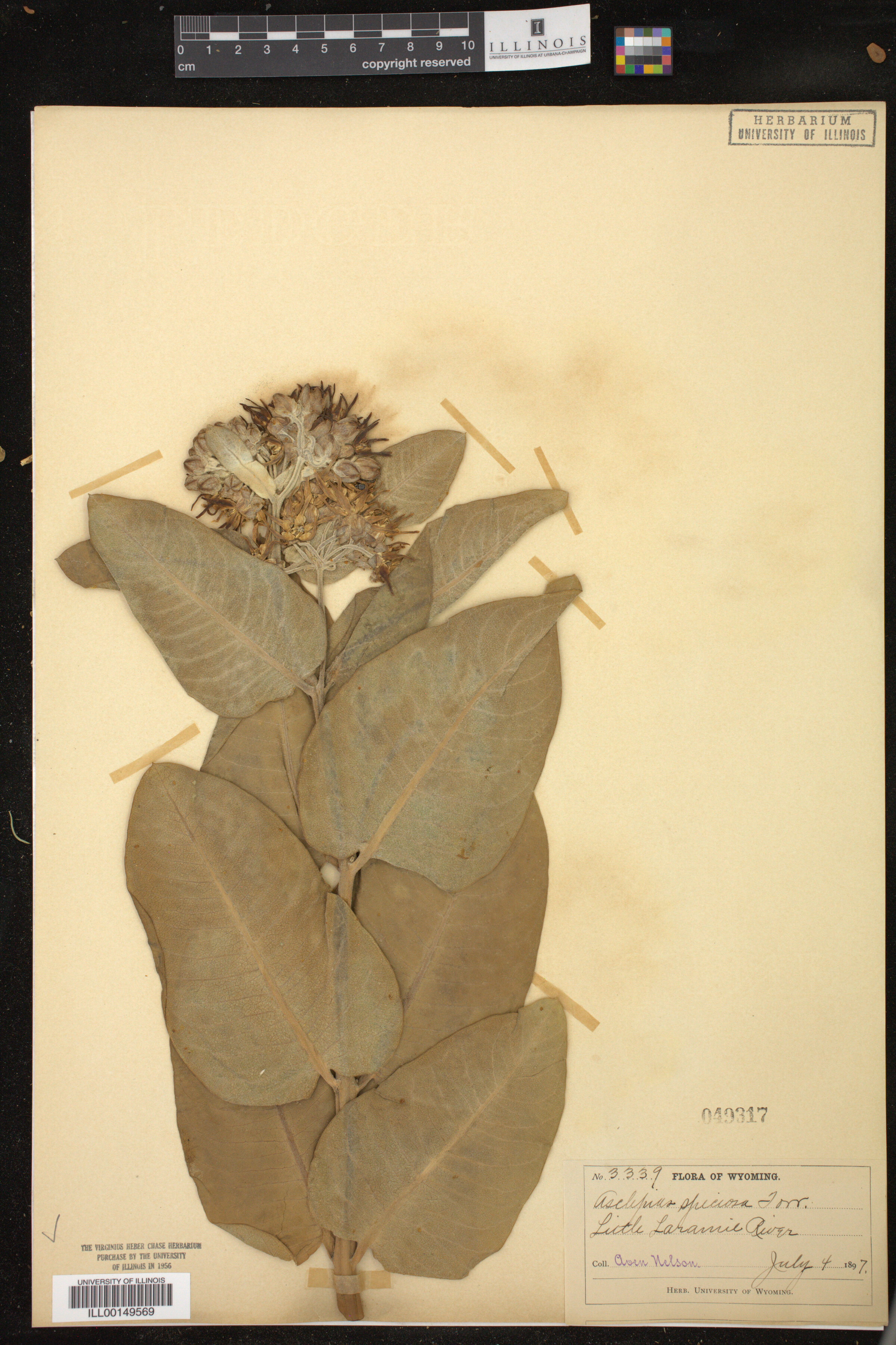 Asclepias speciosa image