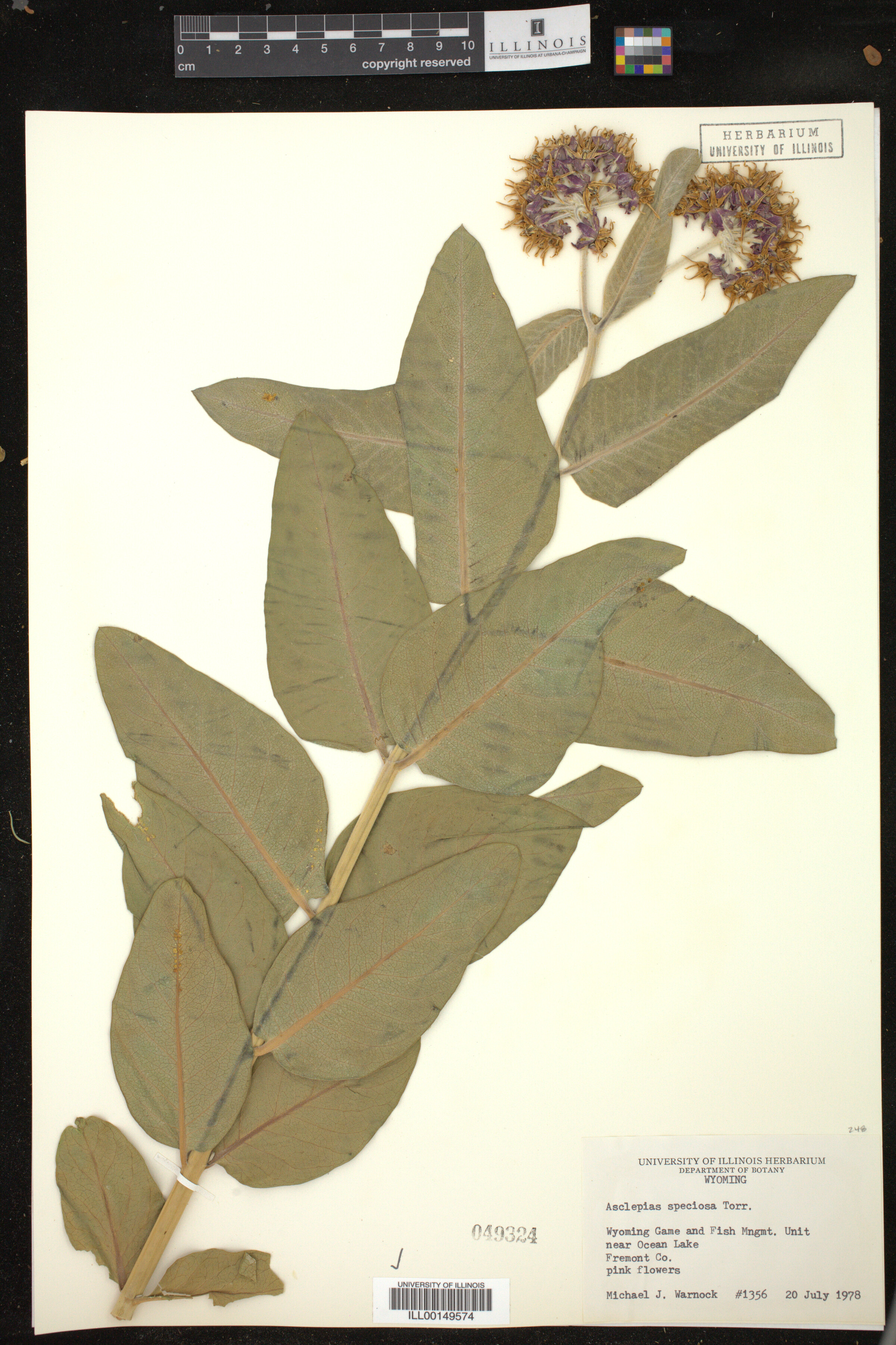 Asclepias speciosa image