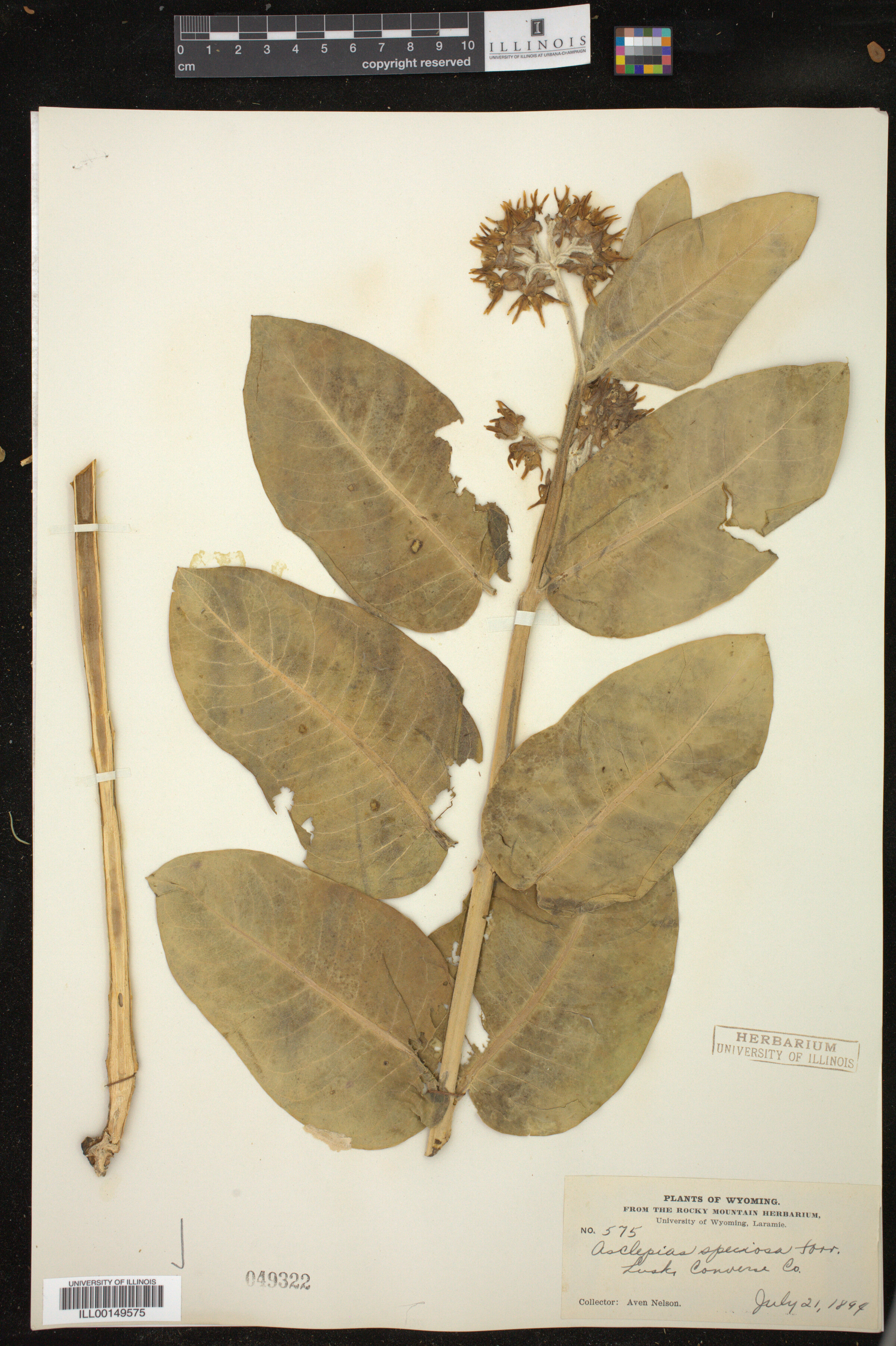 Asclepias speciosa image