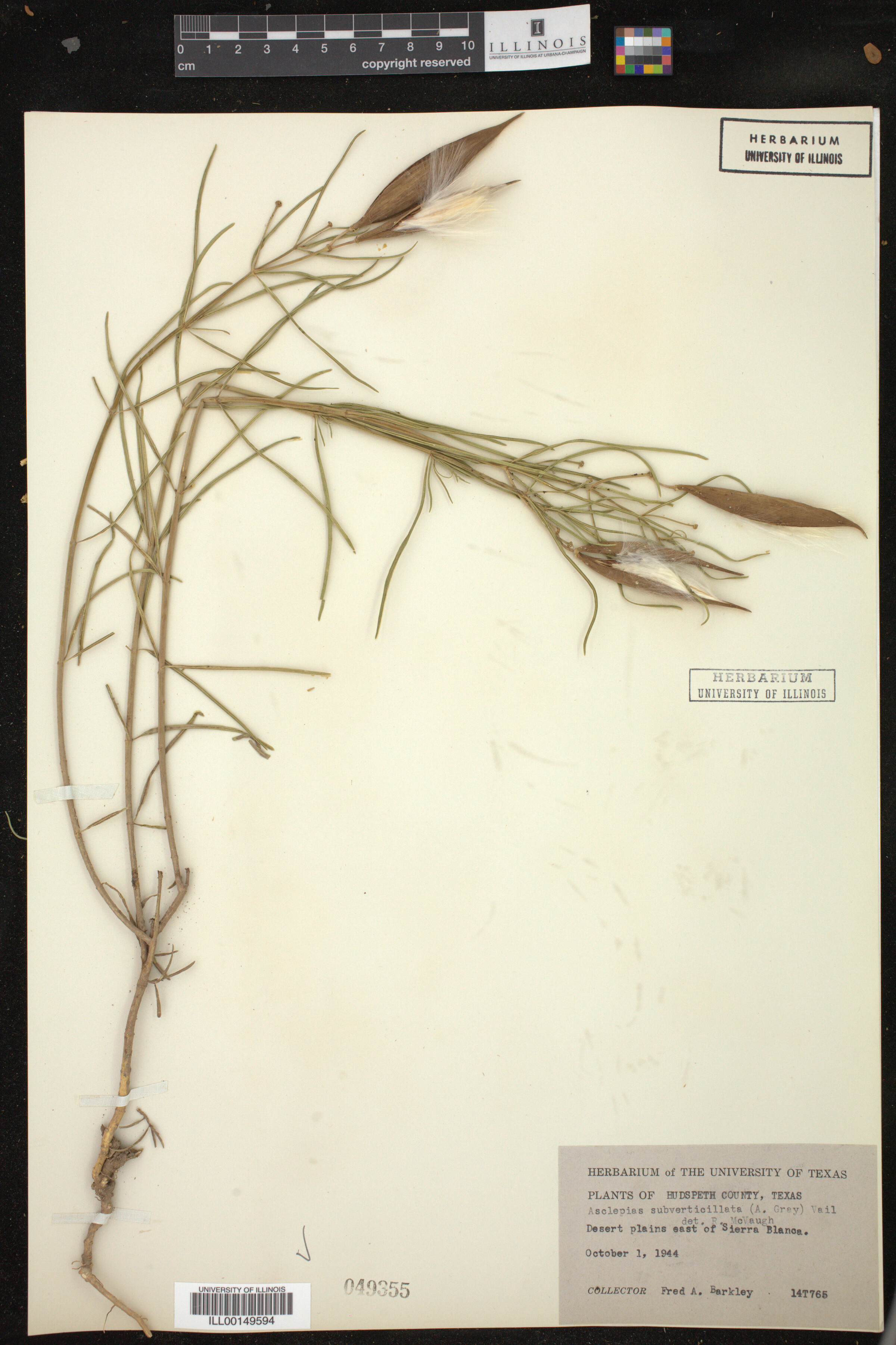 Asclepias subverticillata image