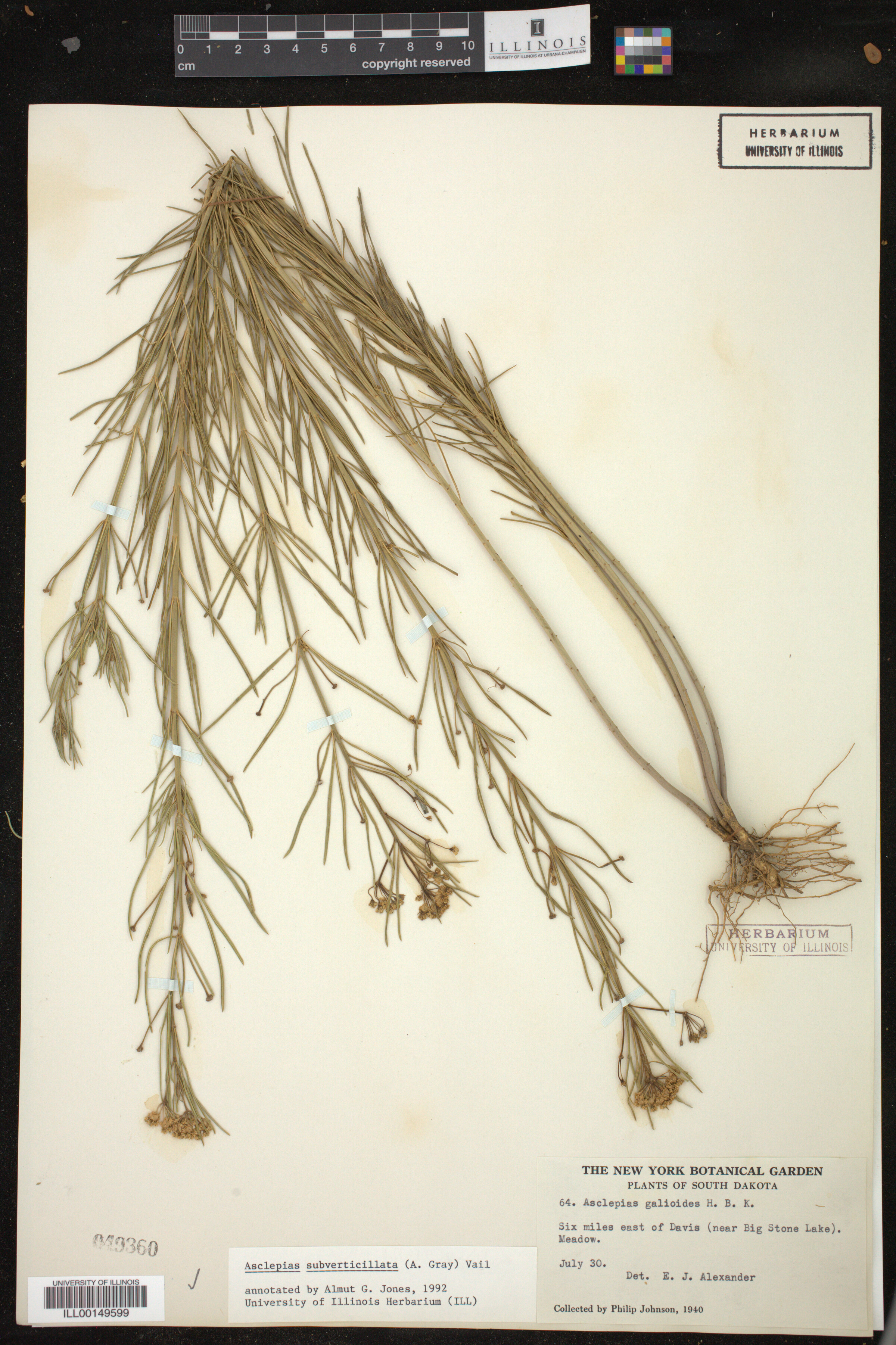 Asclepias subverticillata image