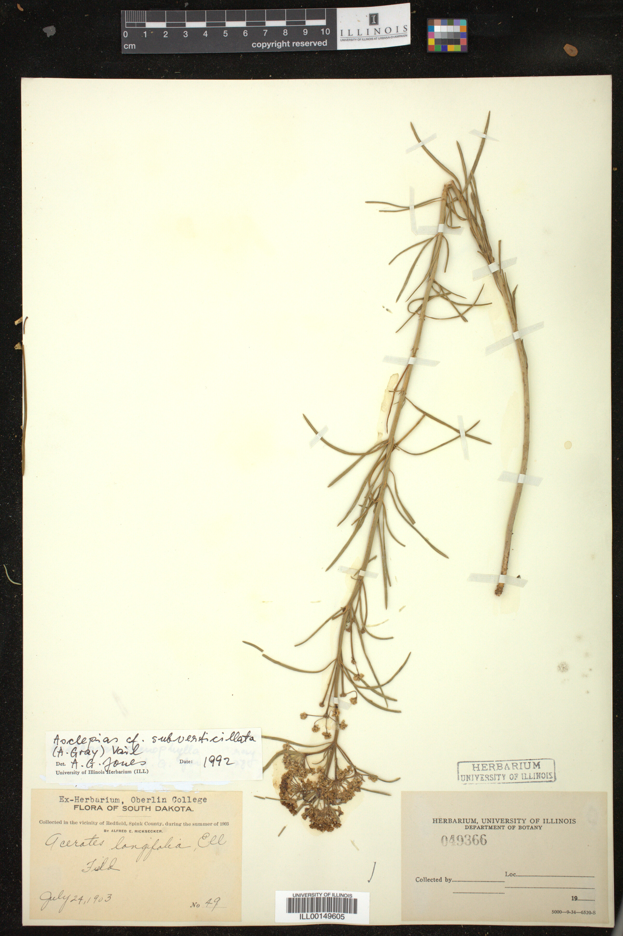 Asclepias subverticillata image