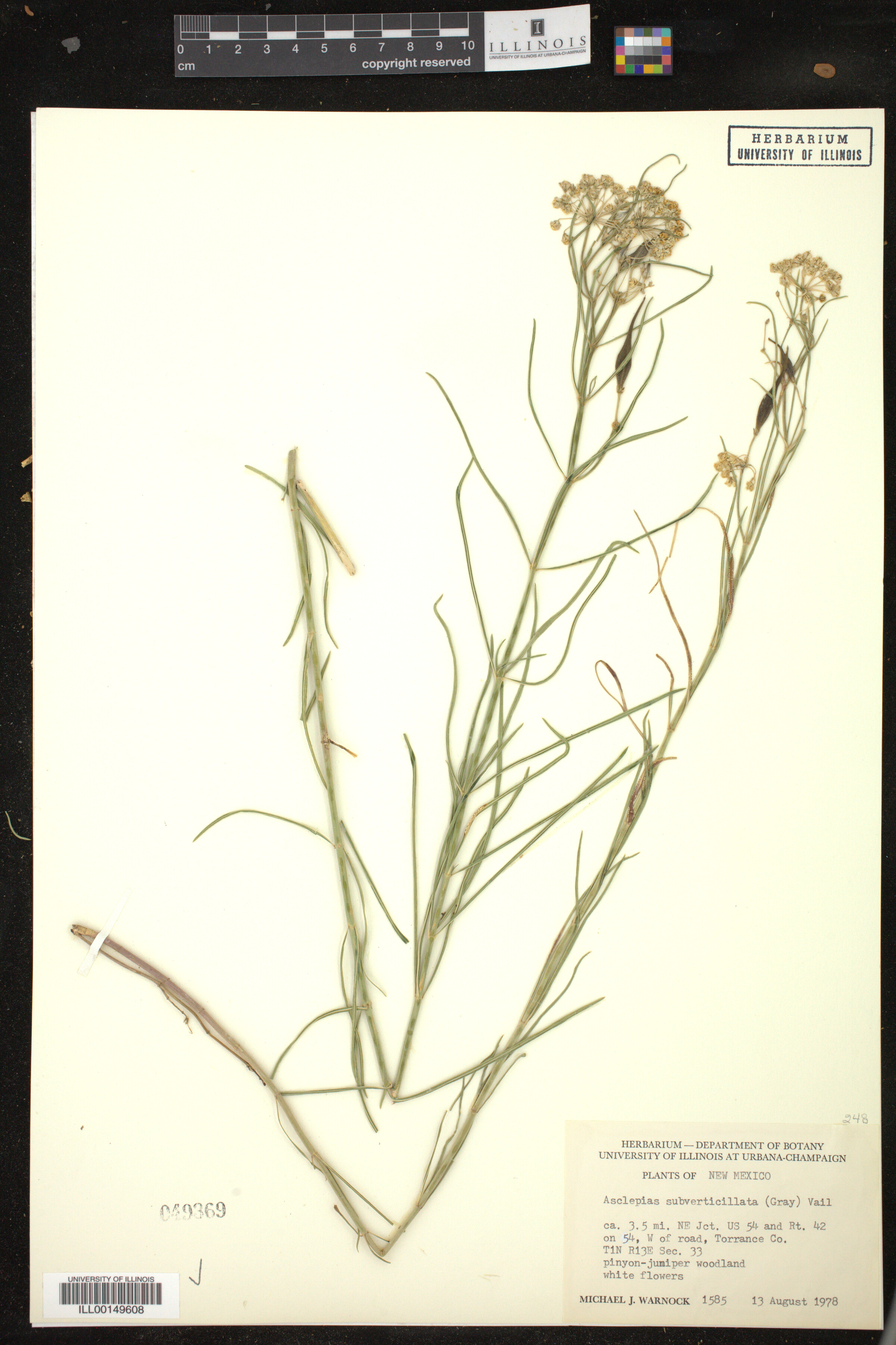 Asclepias subverticillata image