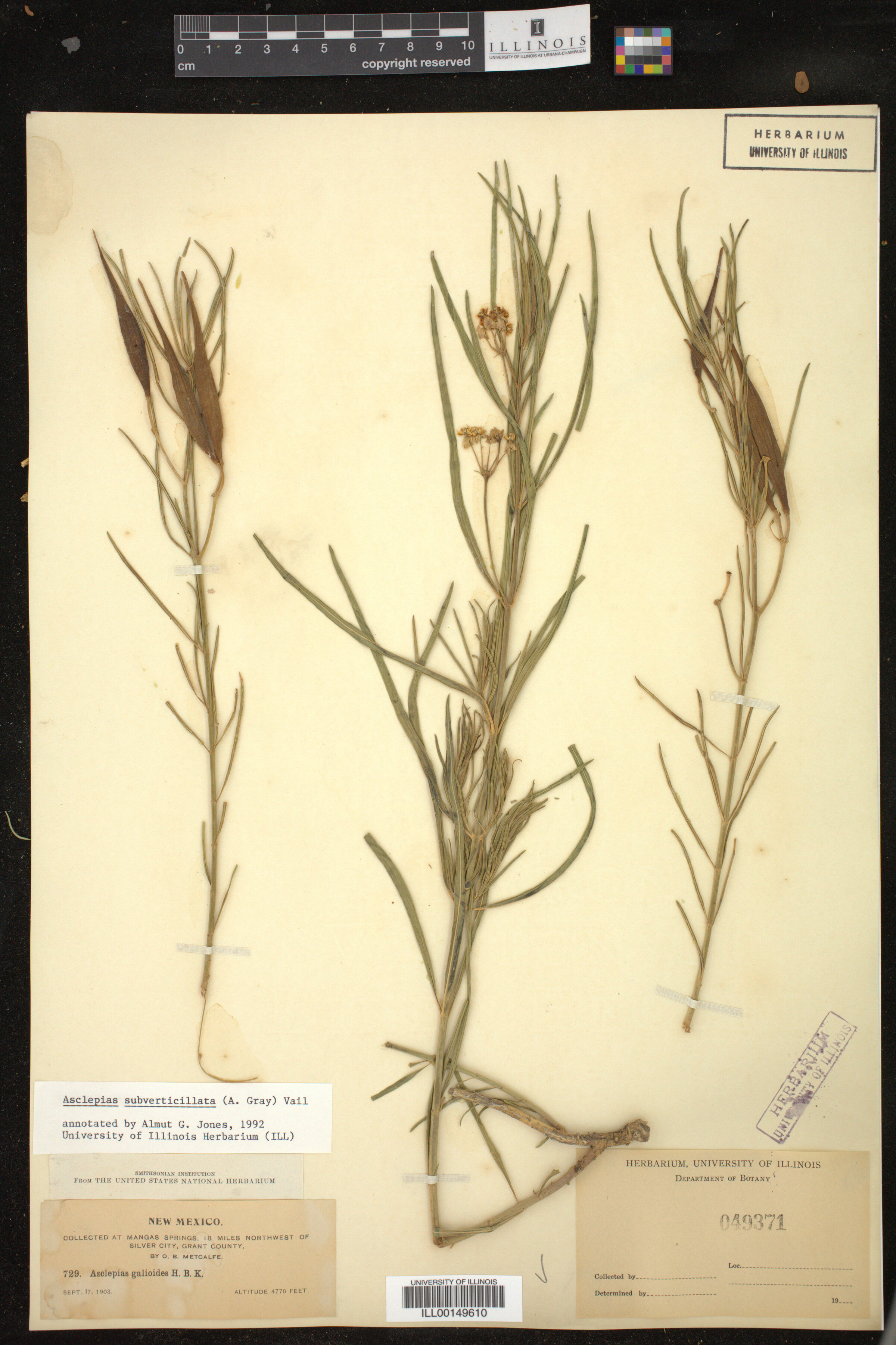 Asclepias subverticillata image