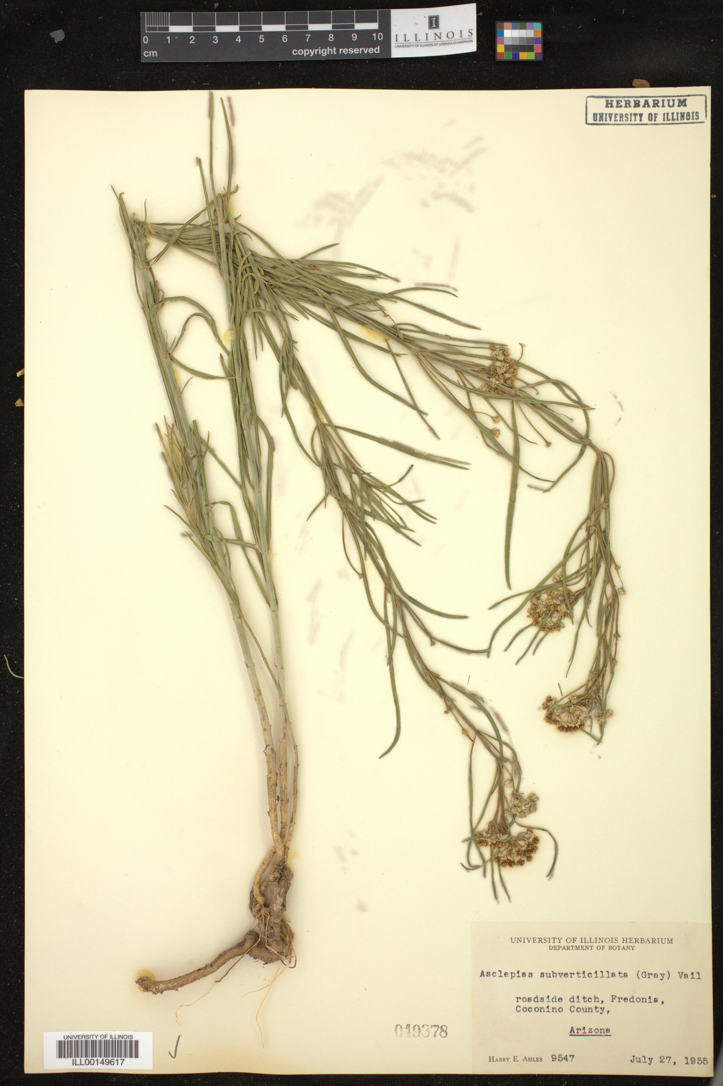 Asclepias subverticillata image