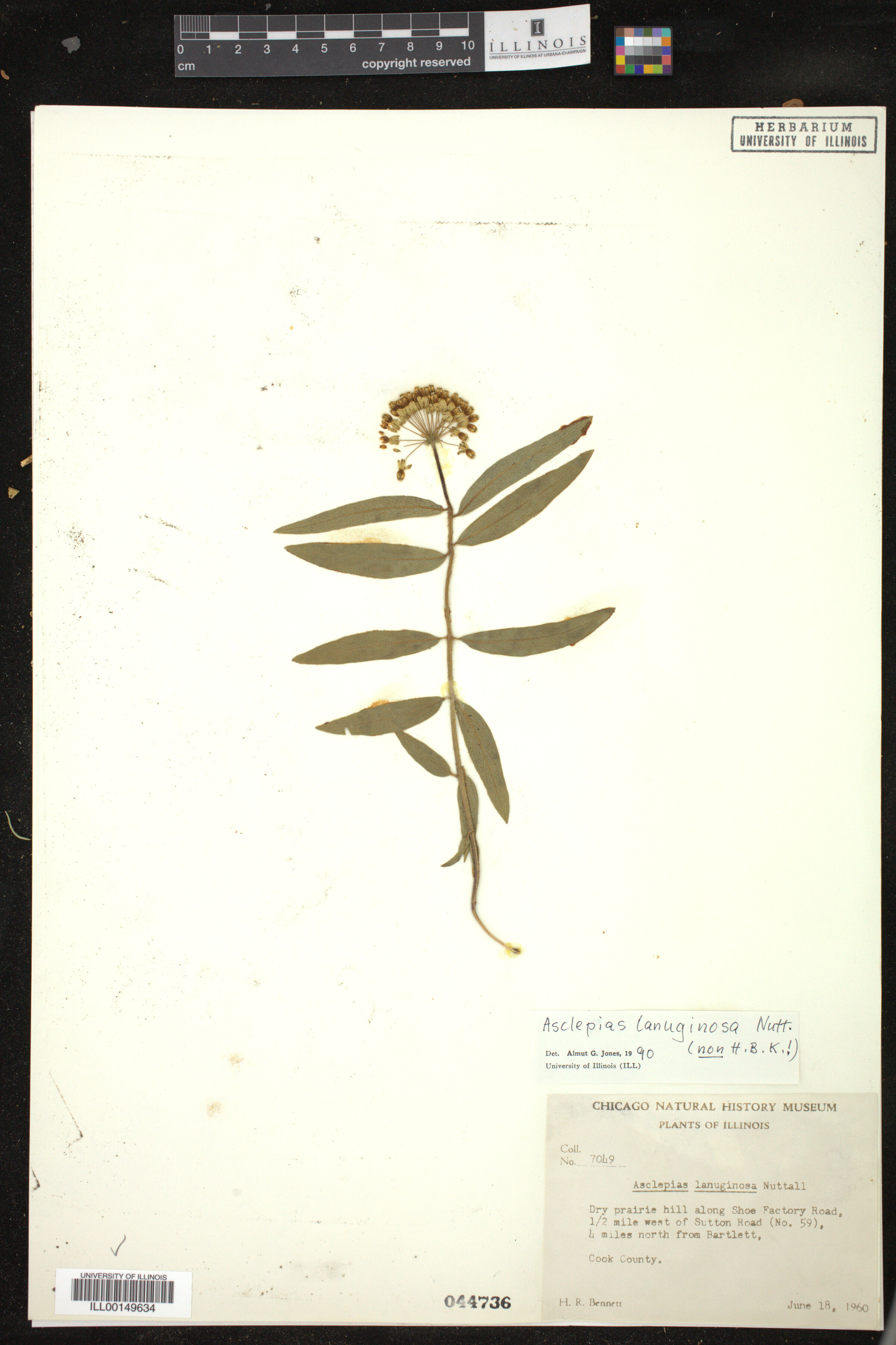 Asclepias lanuginosa image