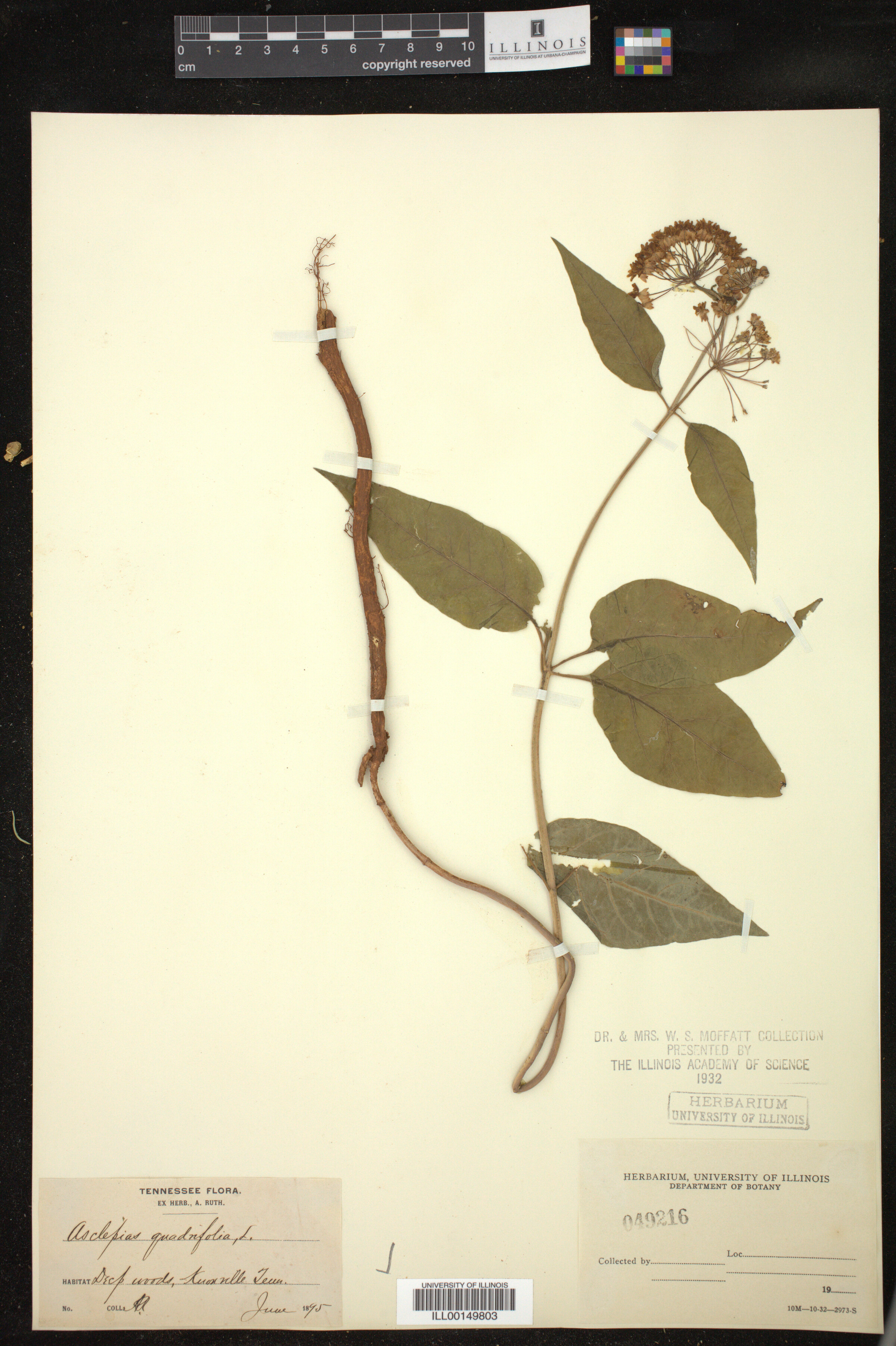 Asclepias quadrifolia image