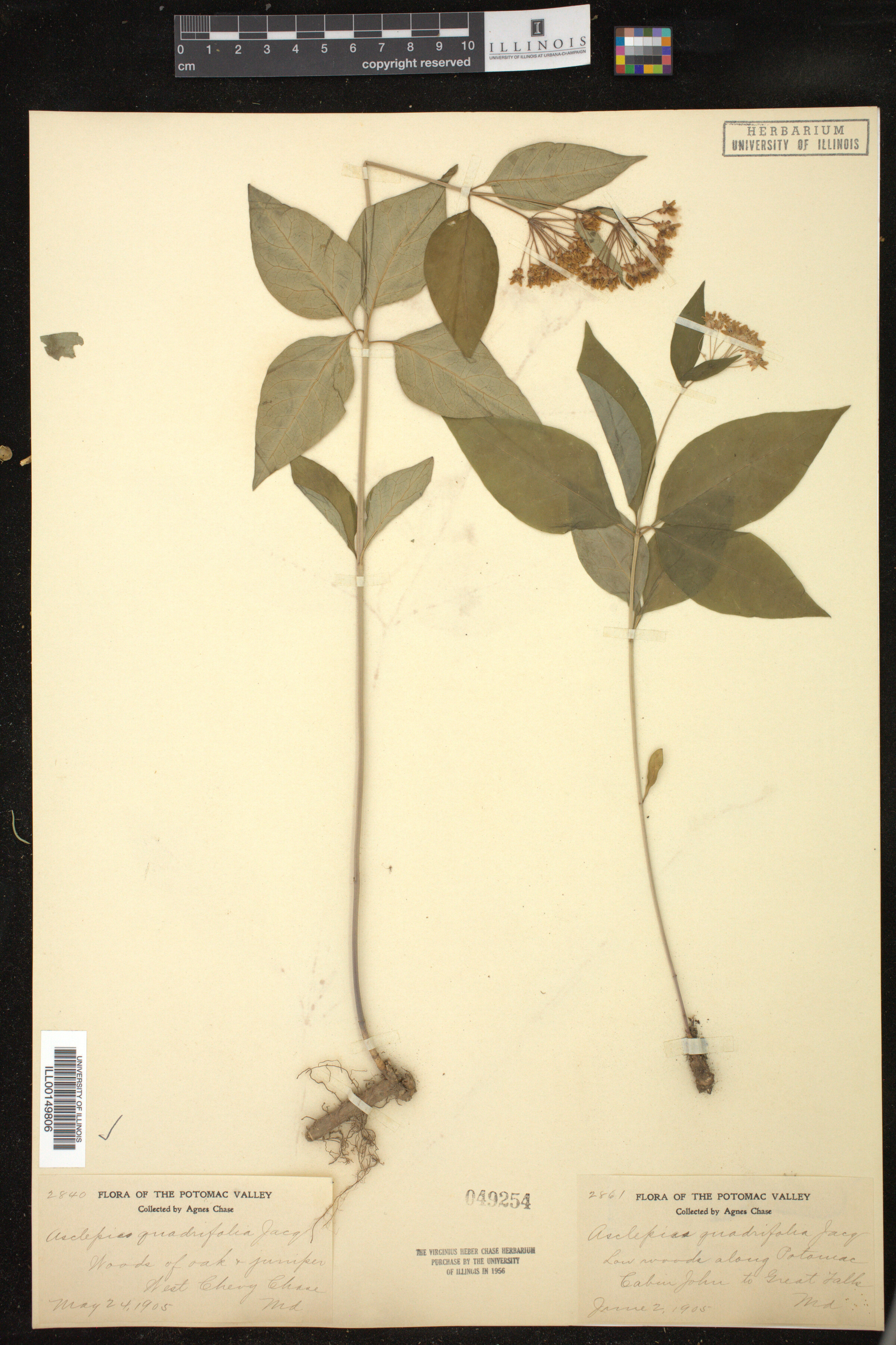 Asclepias quadrifolia image