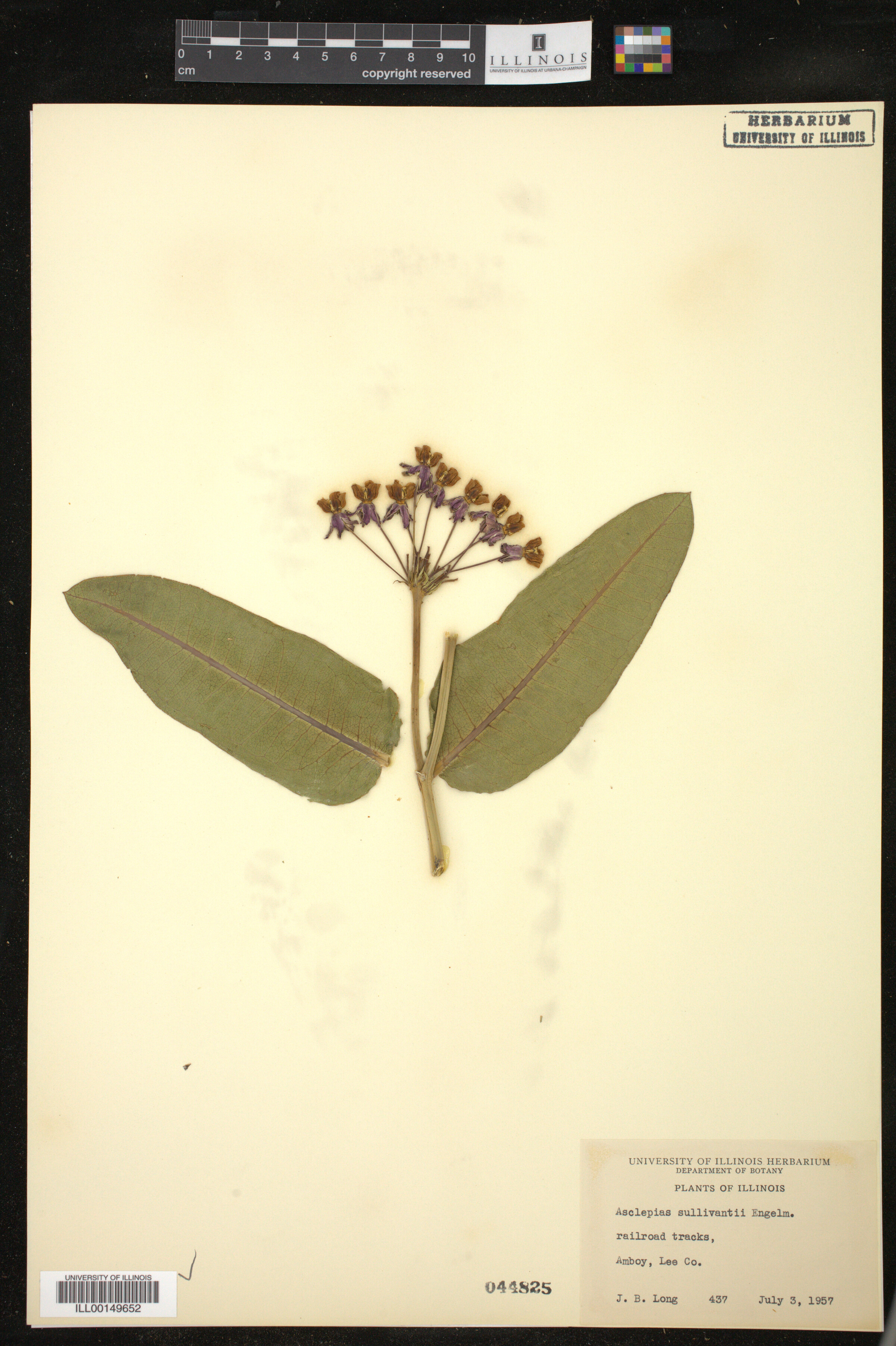 Asclepias sullivantii image