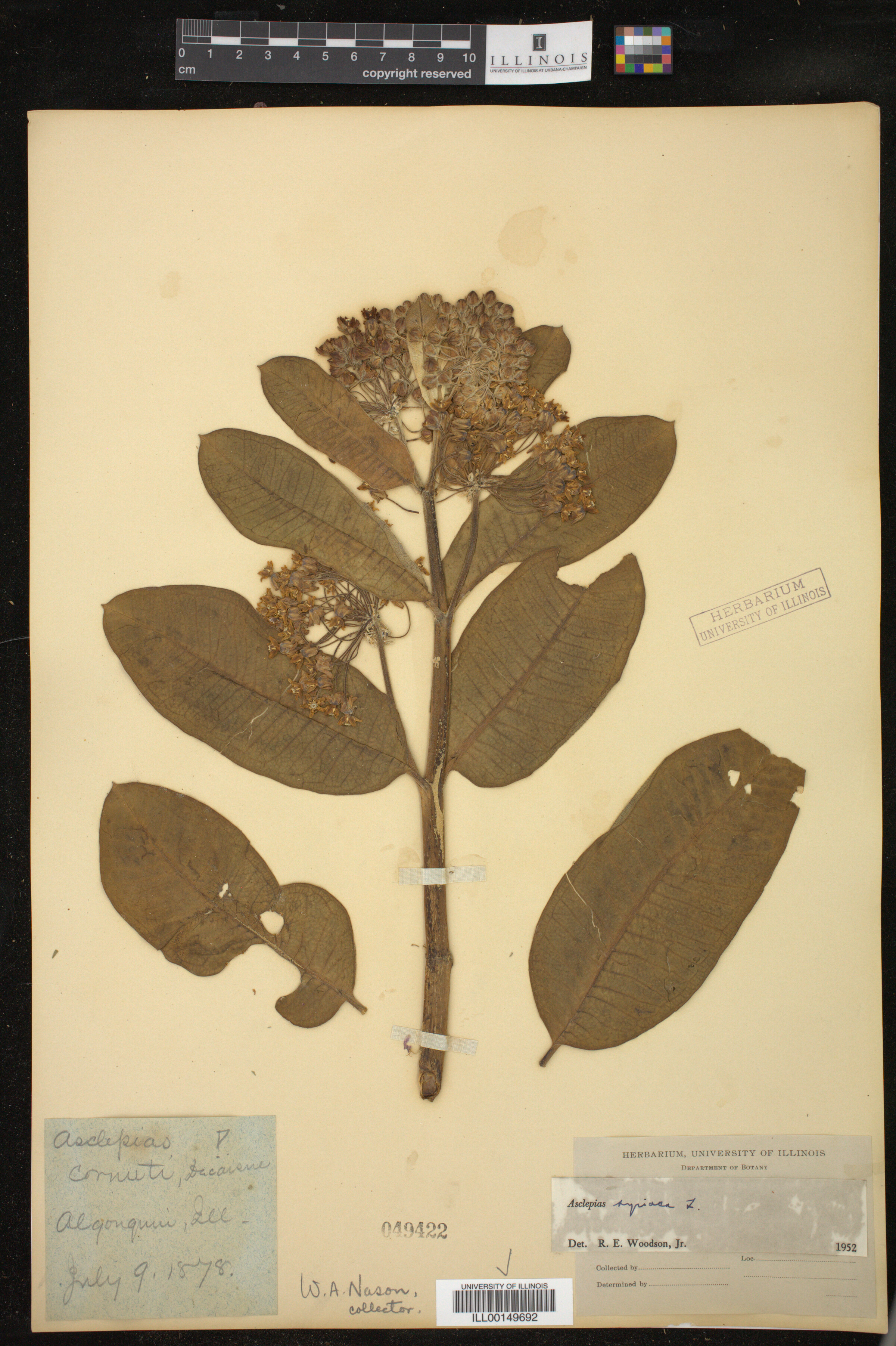 Asclepias syriaca image