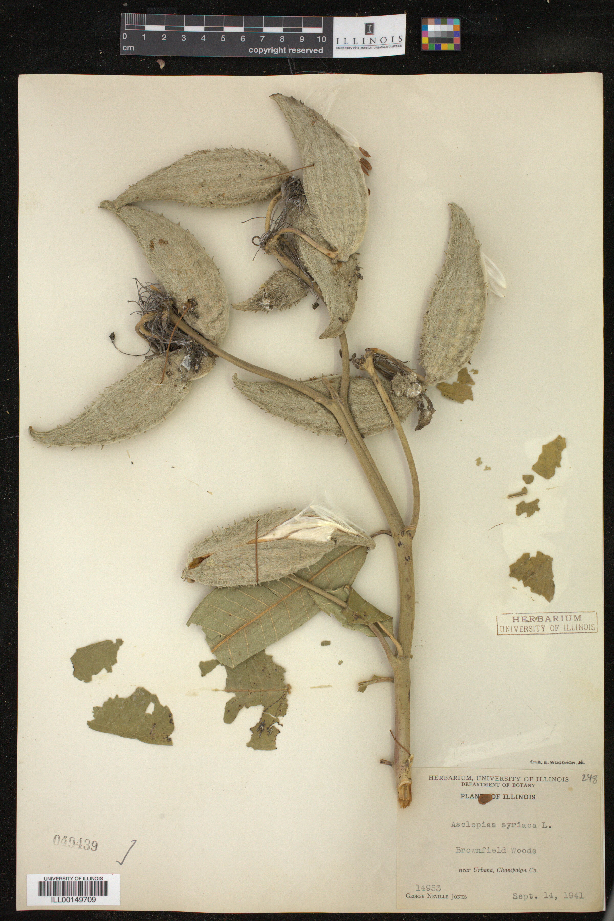 Asclepias syriaca image