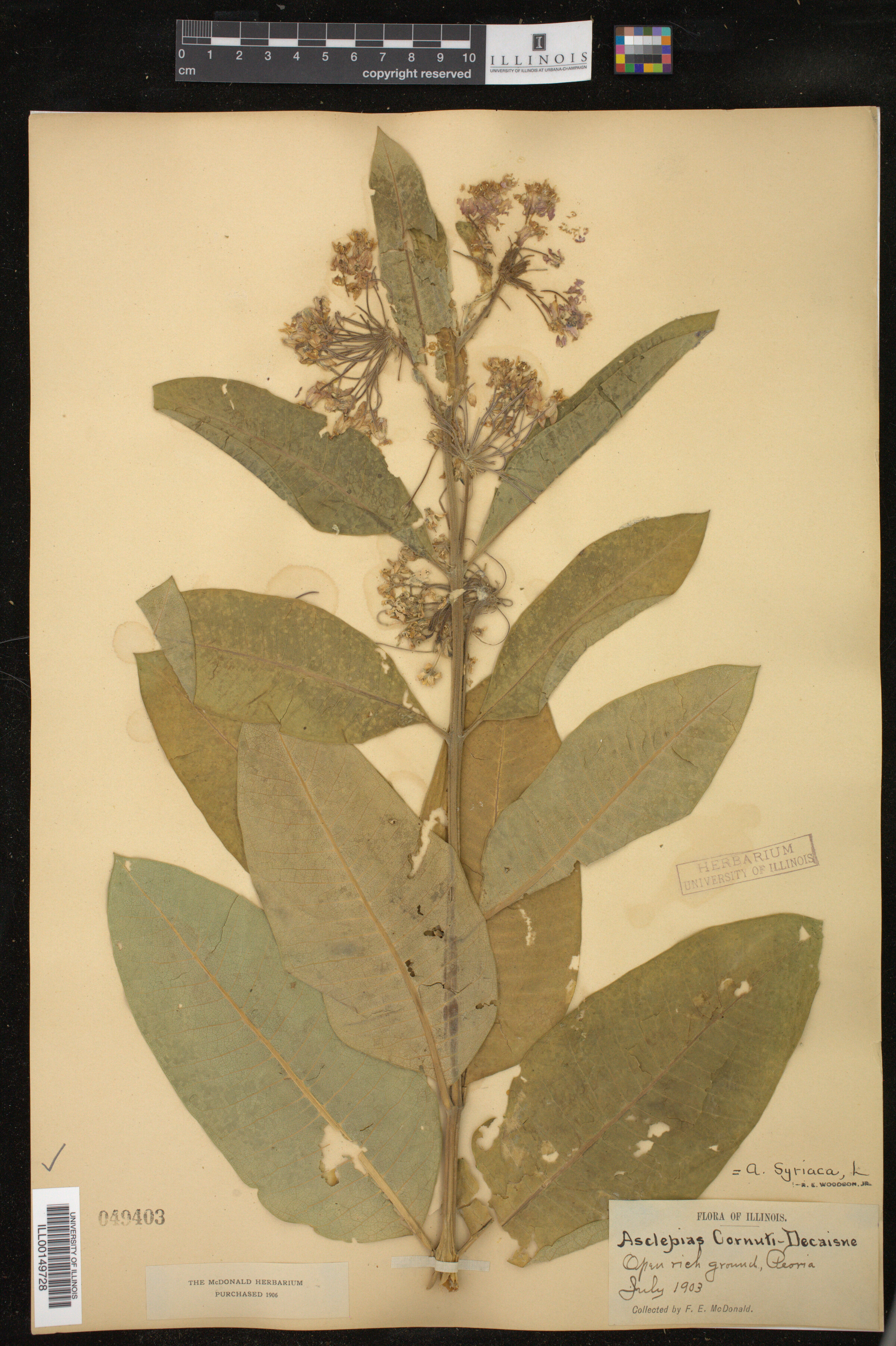 Asclepias syriaca image
