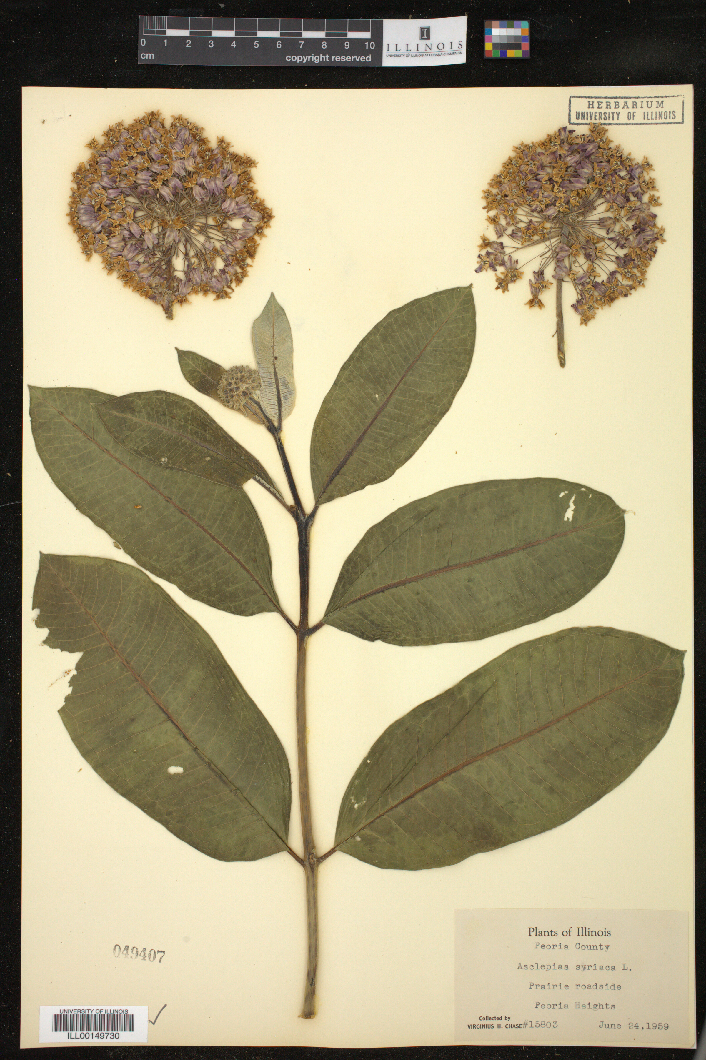Asclepias syriaca image