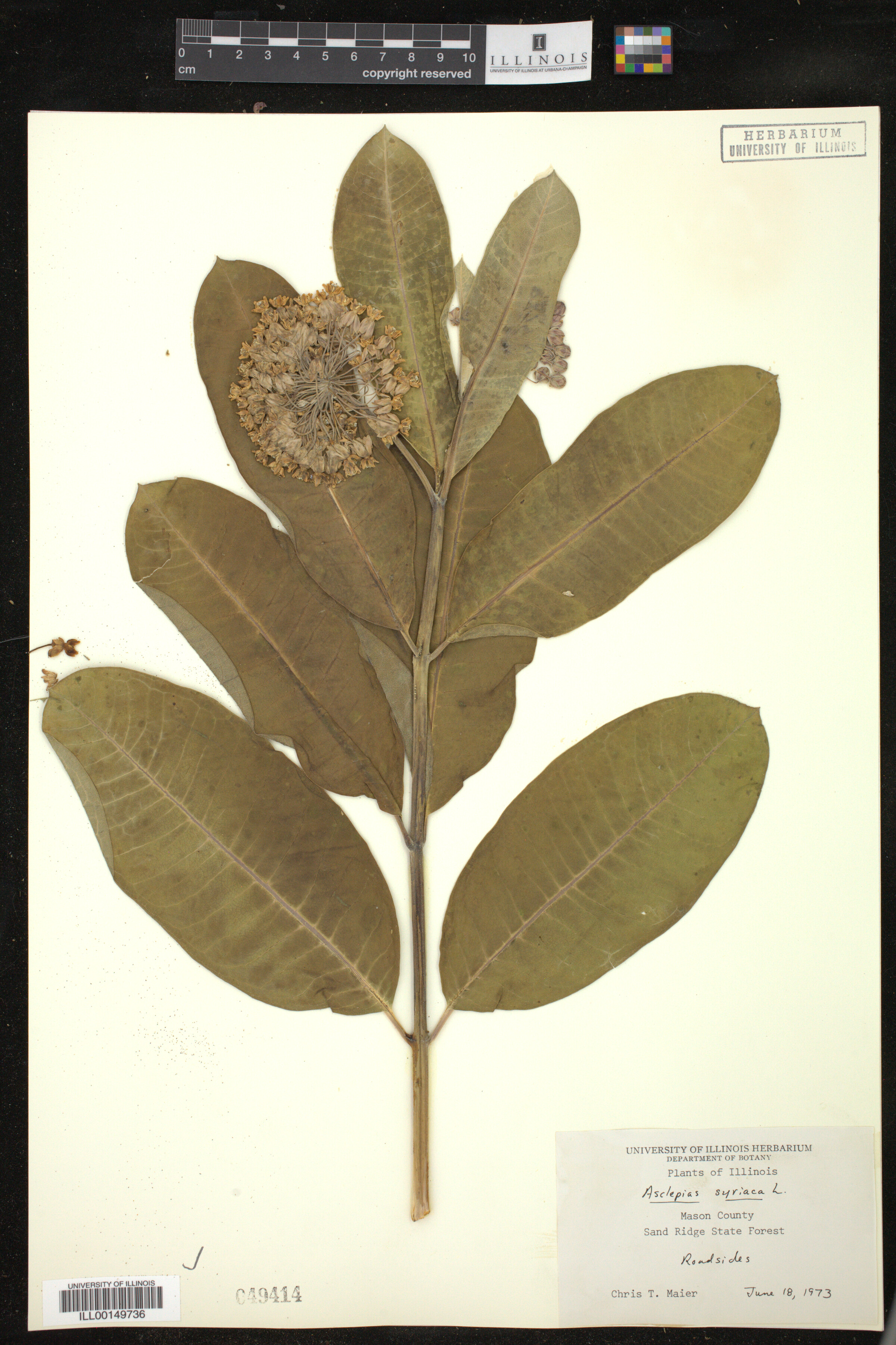 Asclepias syriaca image