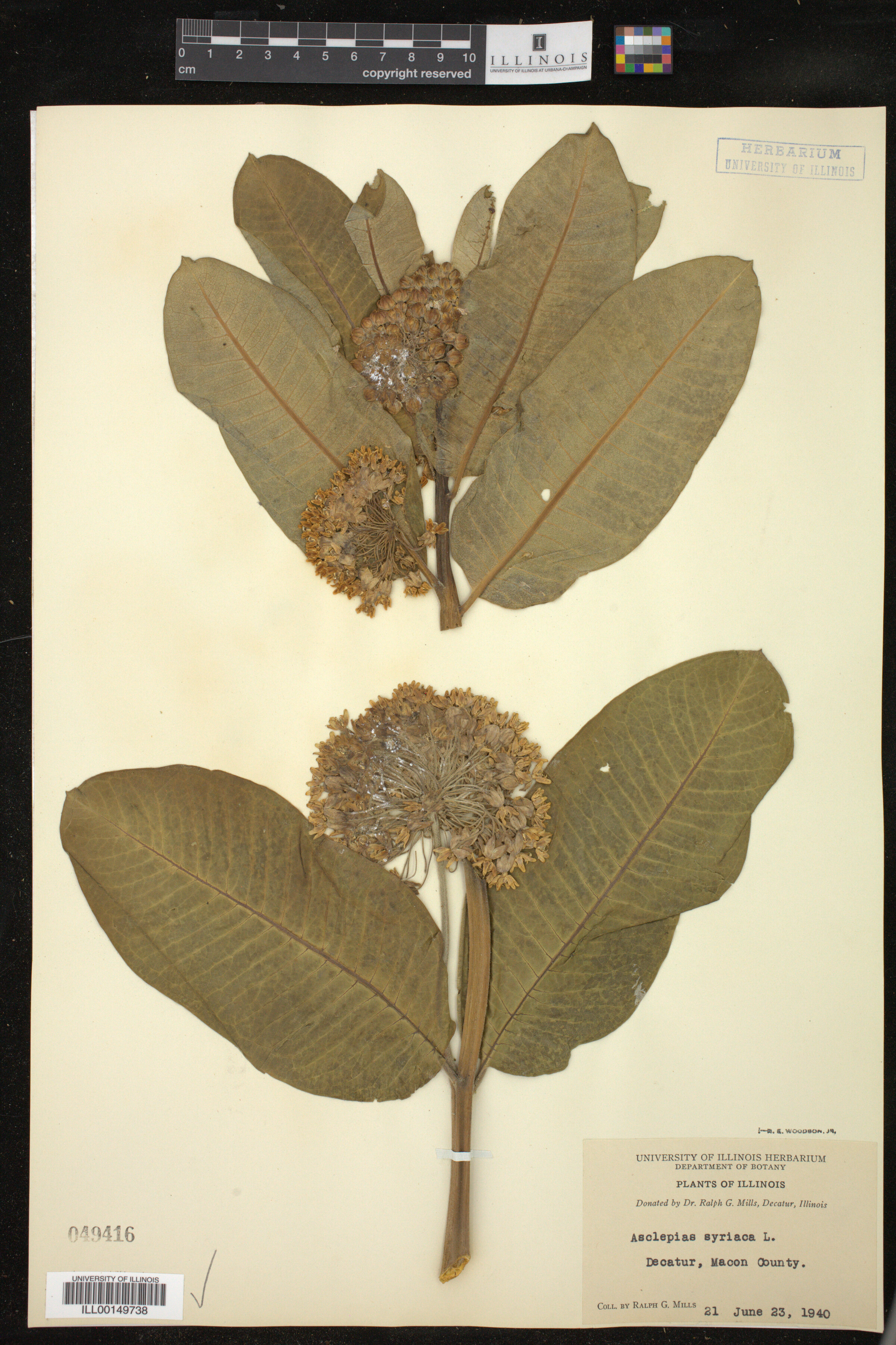 Asclepias syriaca image