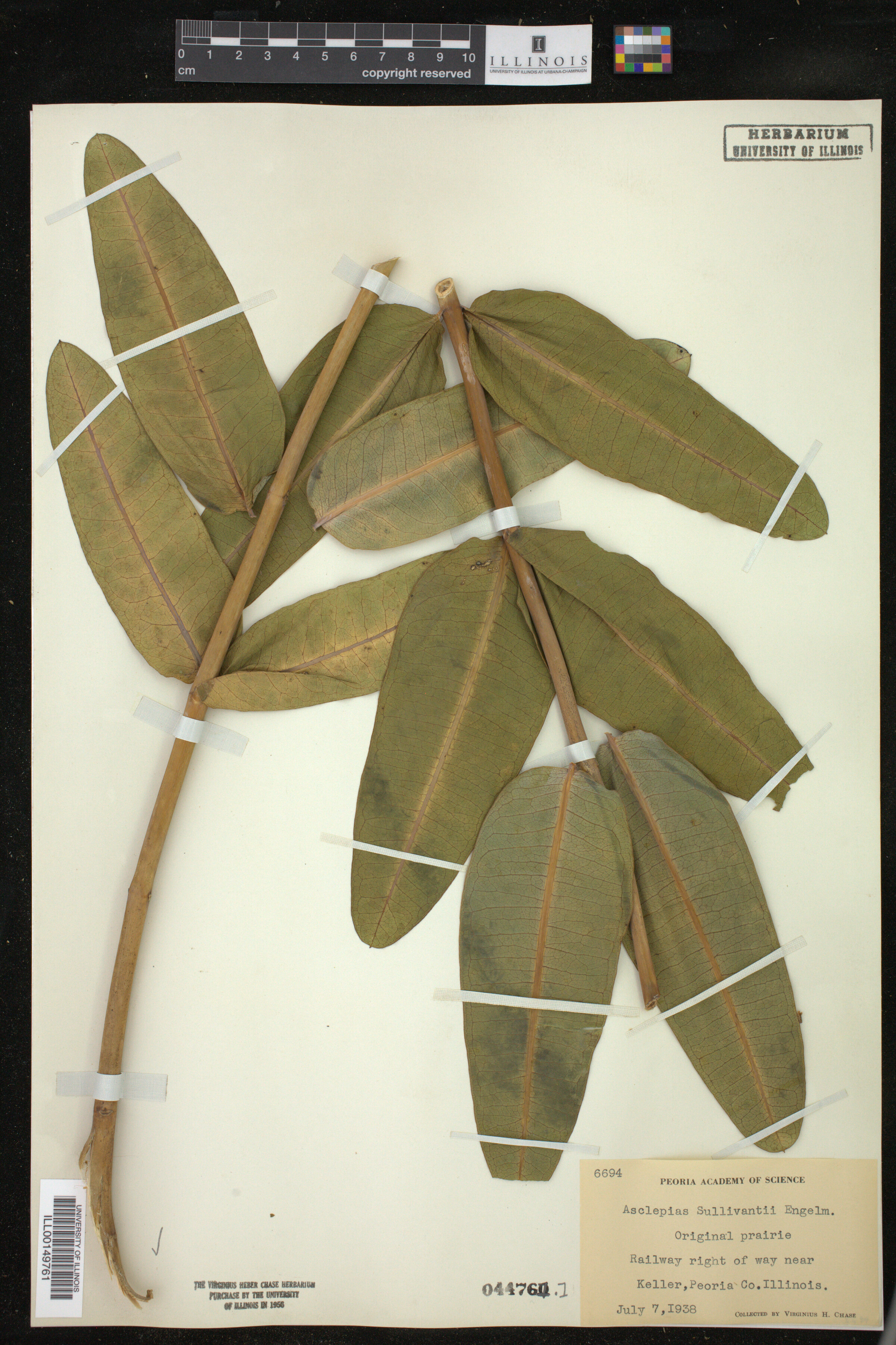 Asclepias sullivantii image