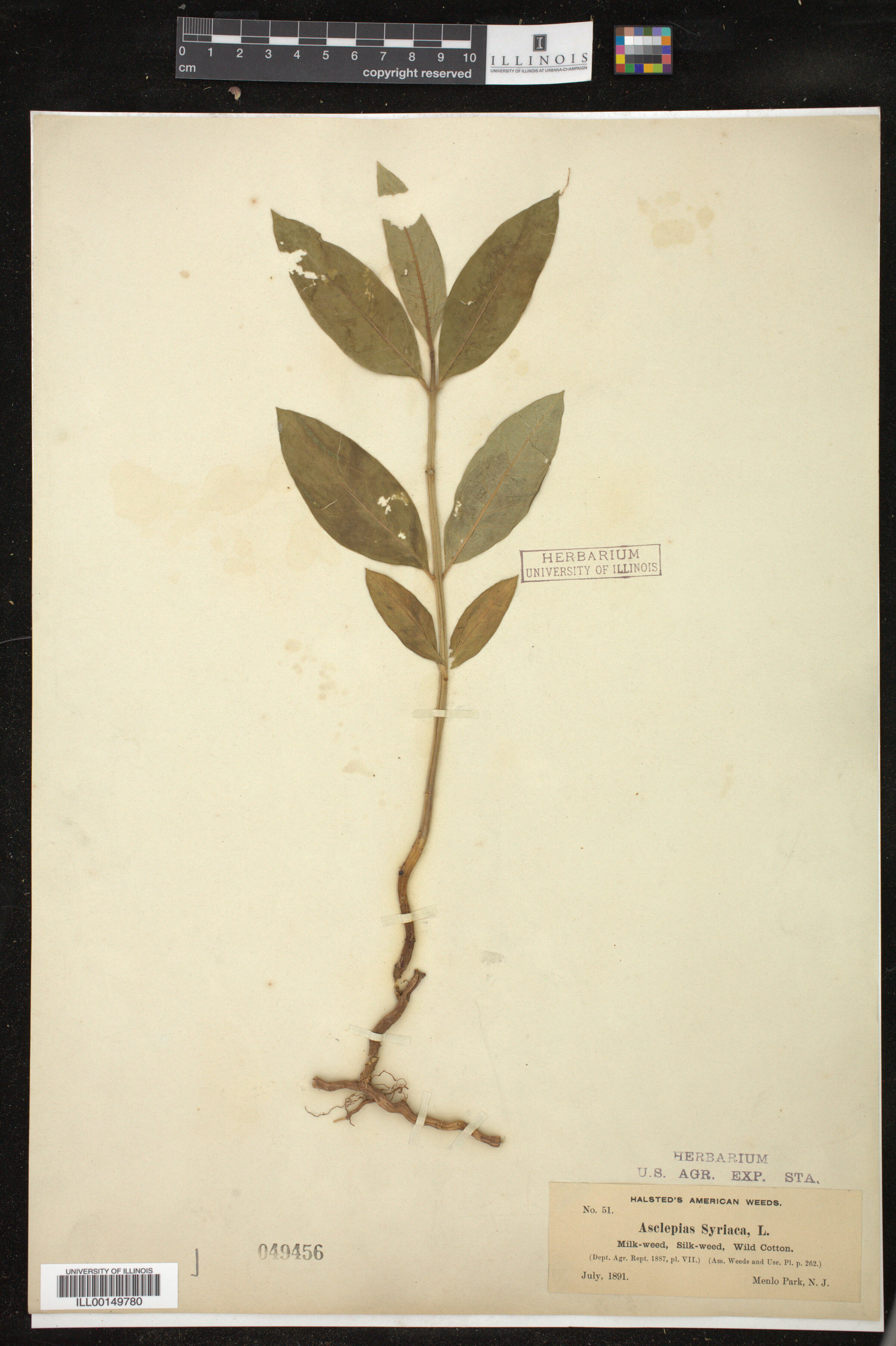 Asclepias syriaca image