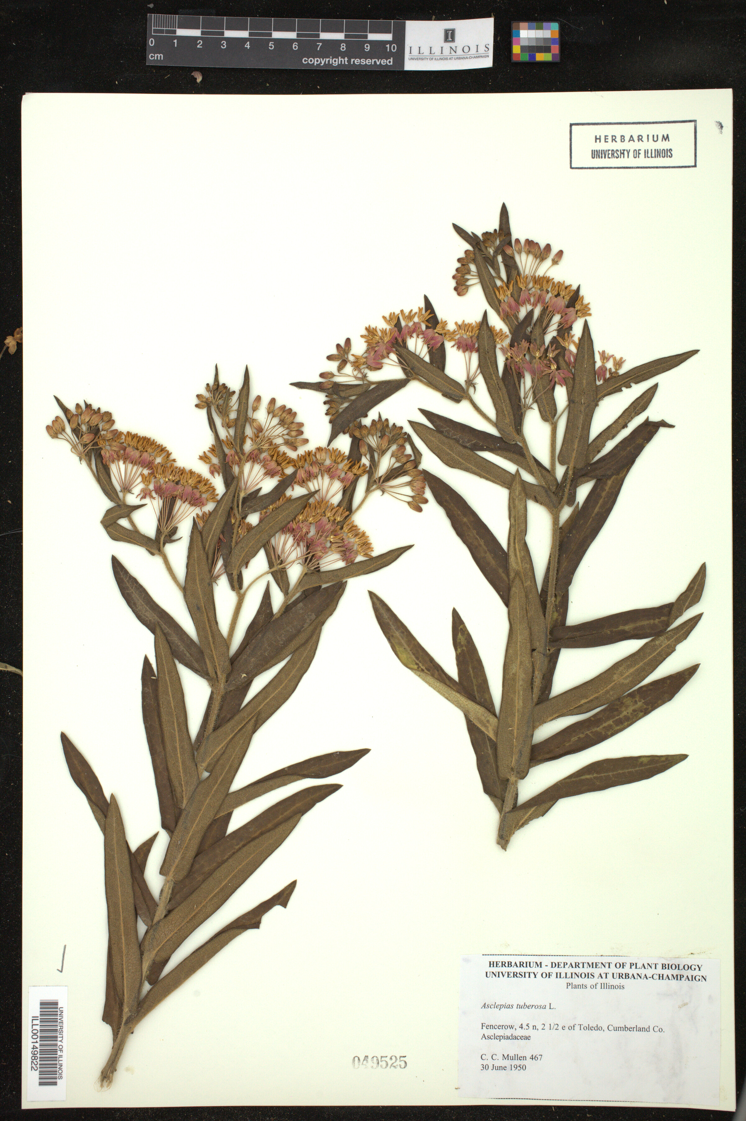 Asclepias tuberosa image