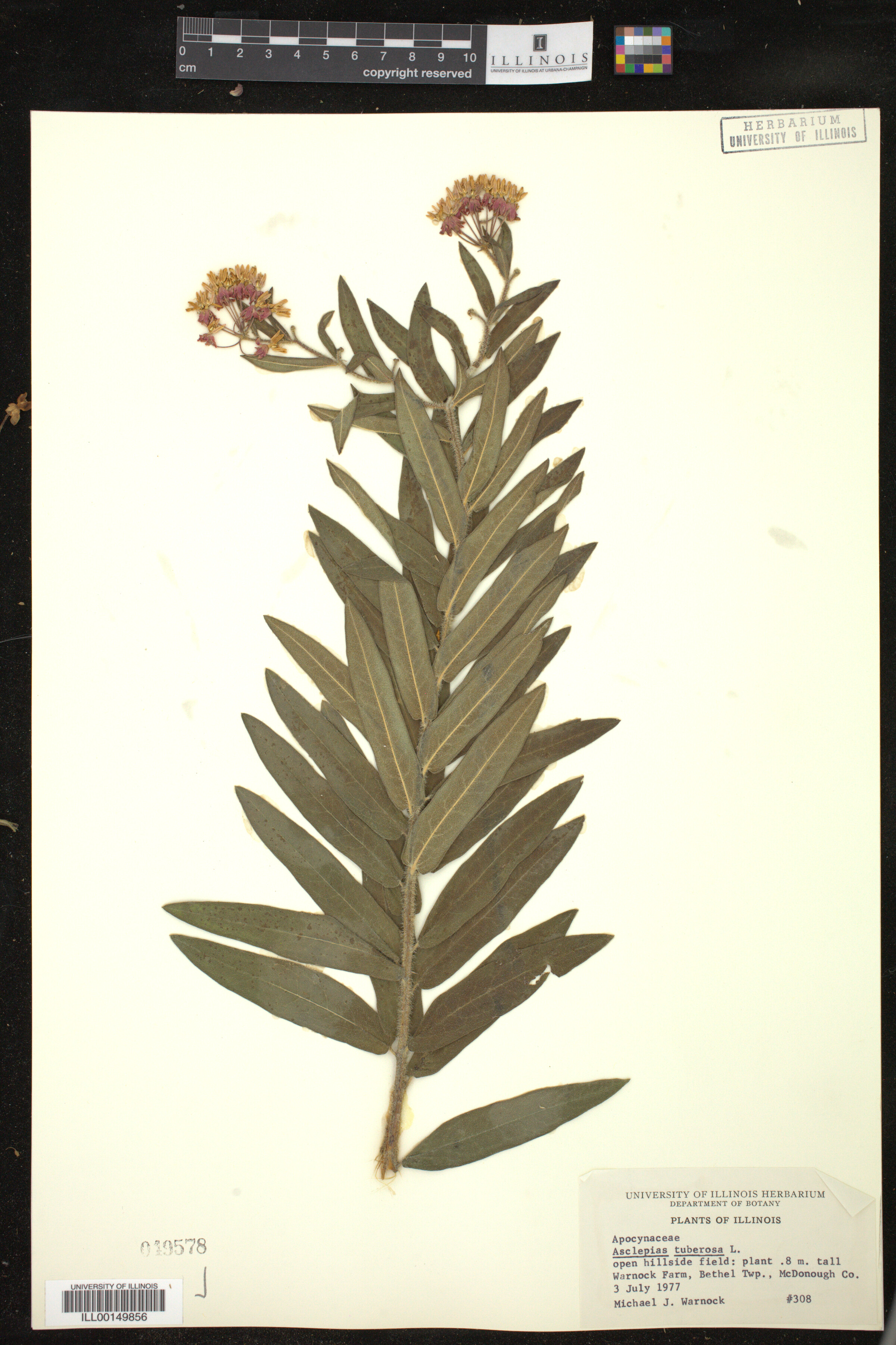 Asclepias tuberosa image
