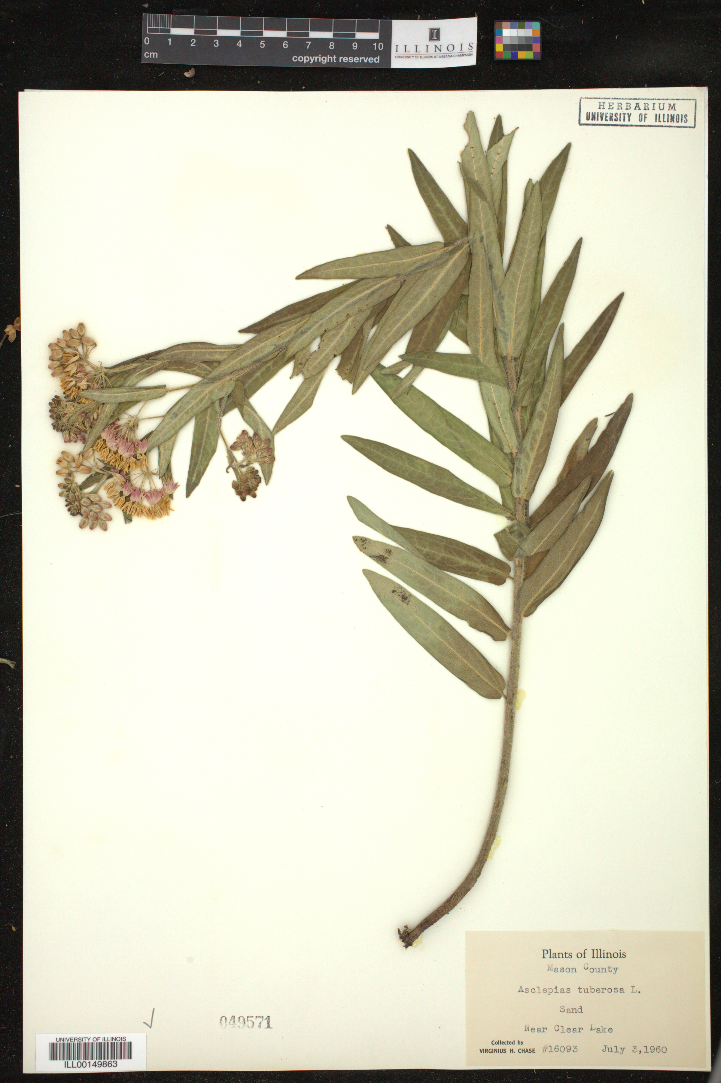 Asclepias tuberosa image