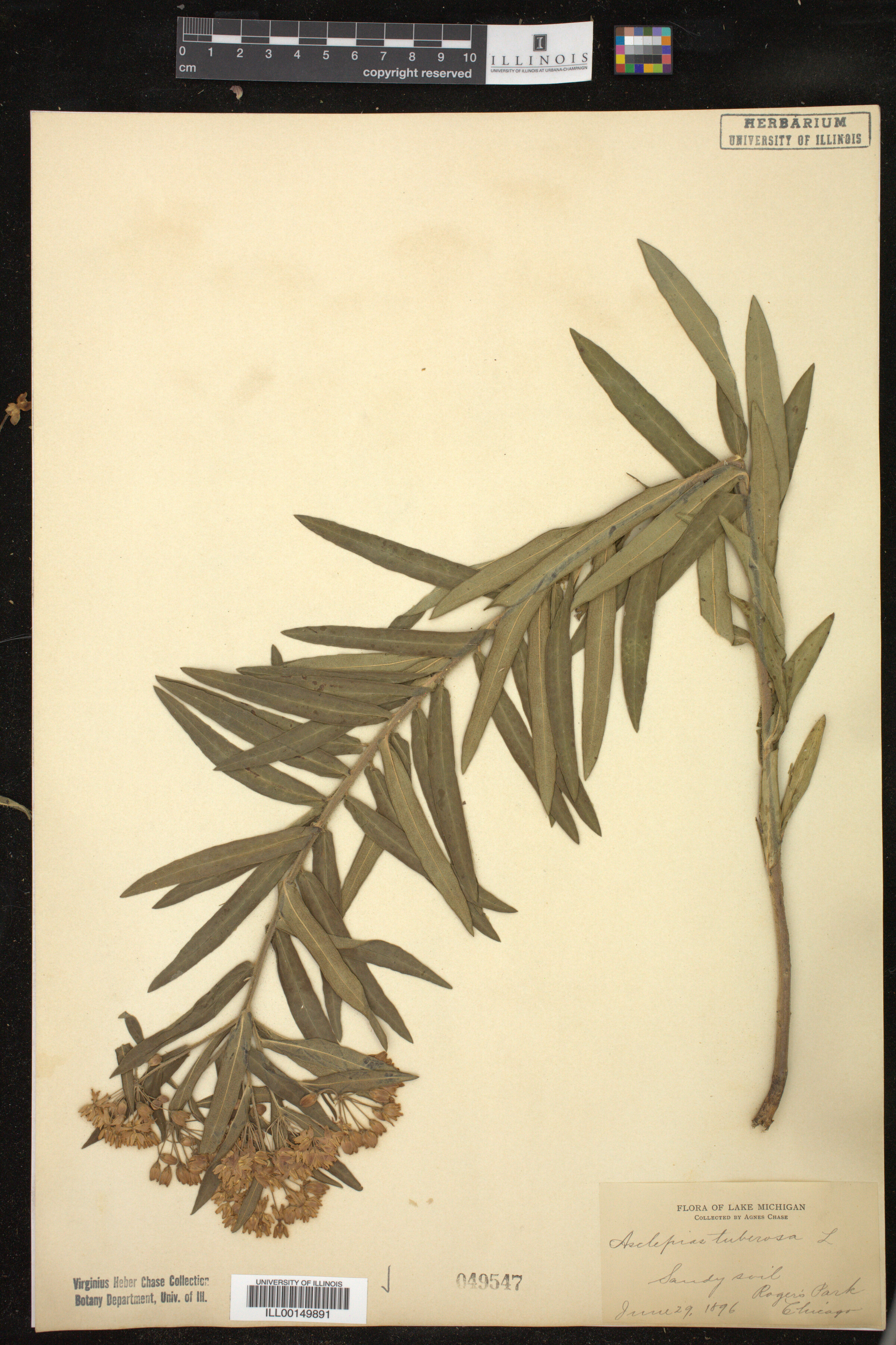 Asclepias image