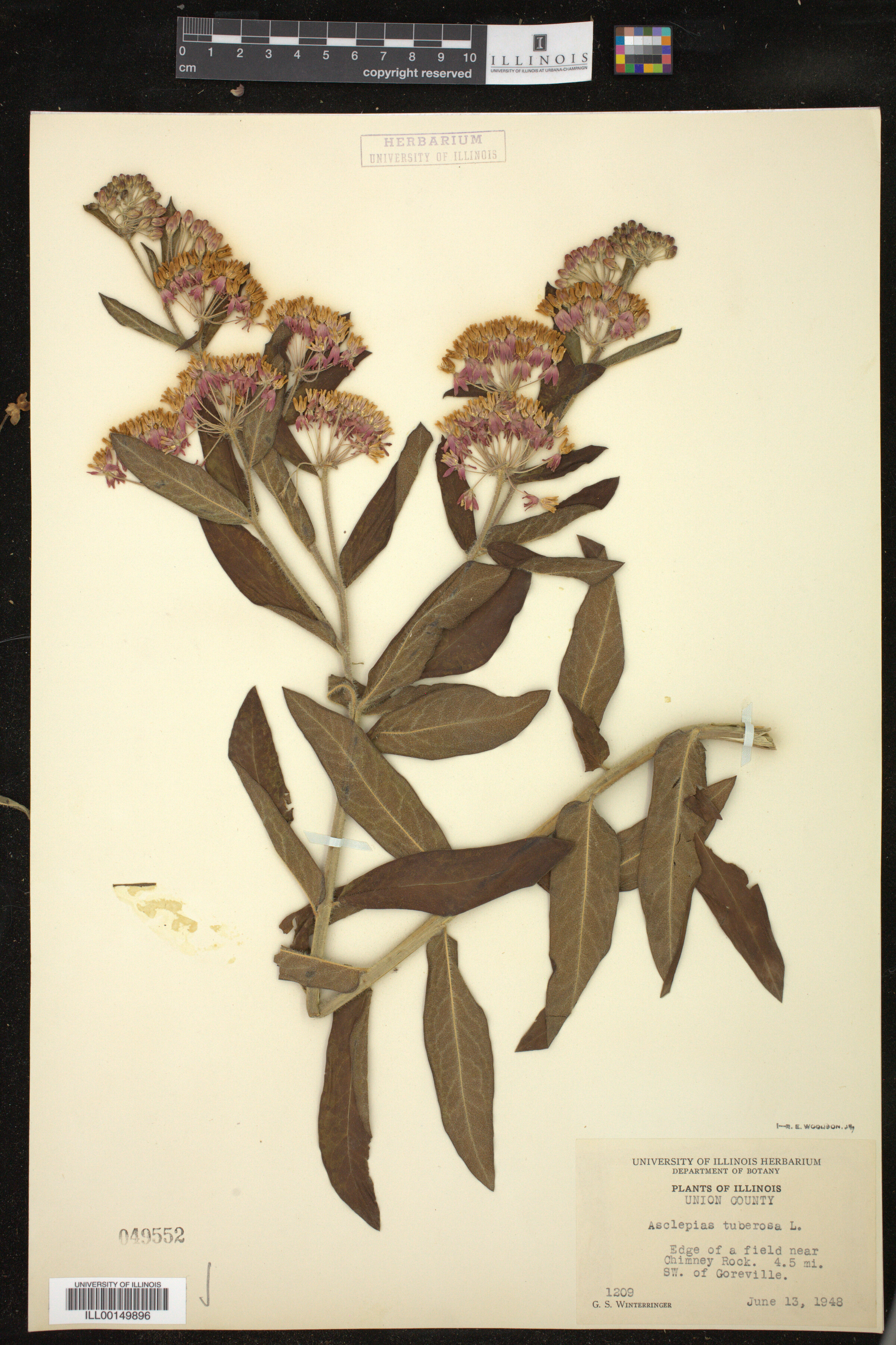 Asclepias tuberosa image