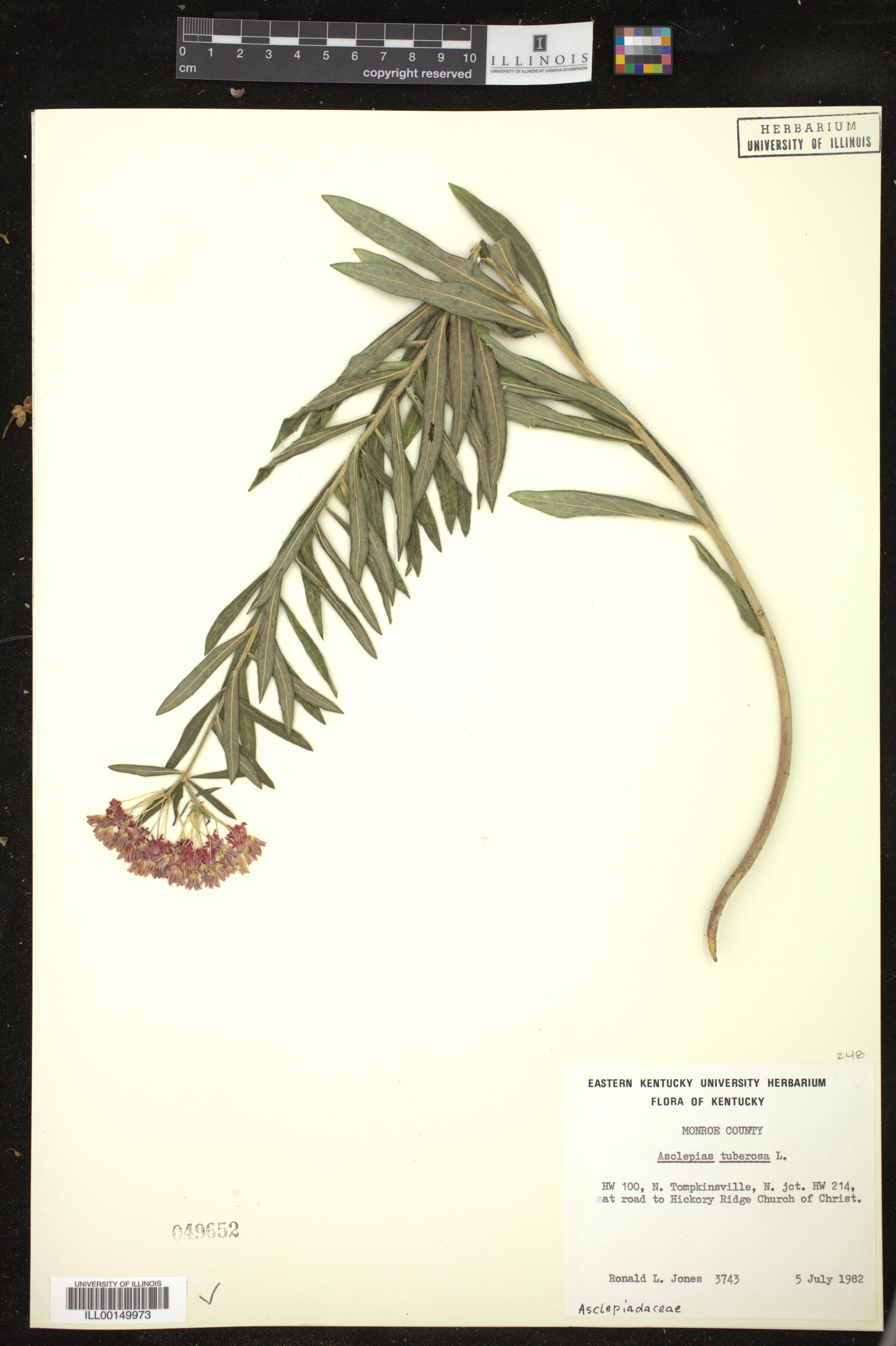 Asclepias tuberosa image
