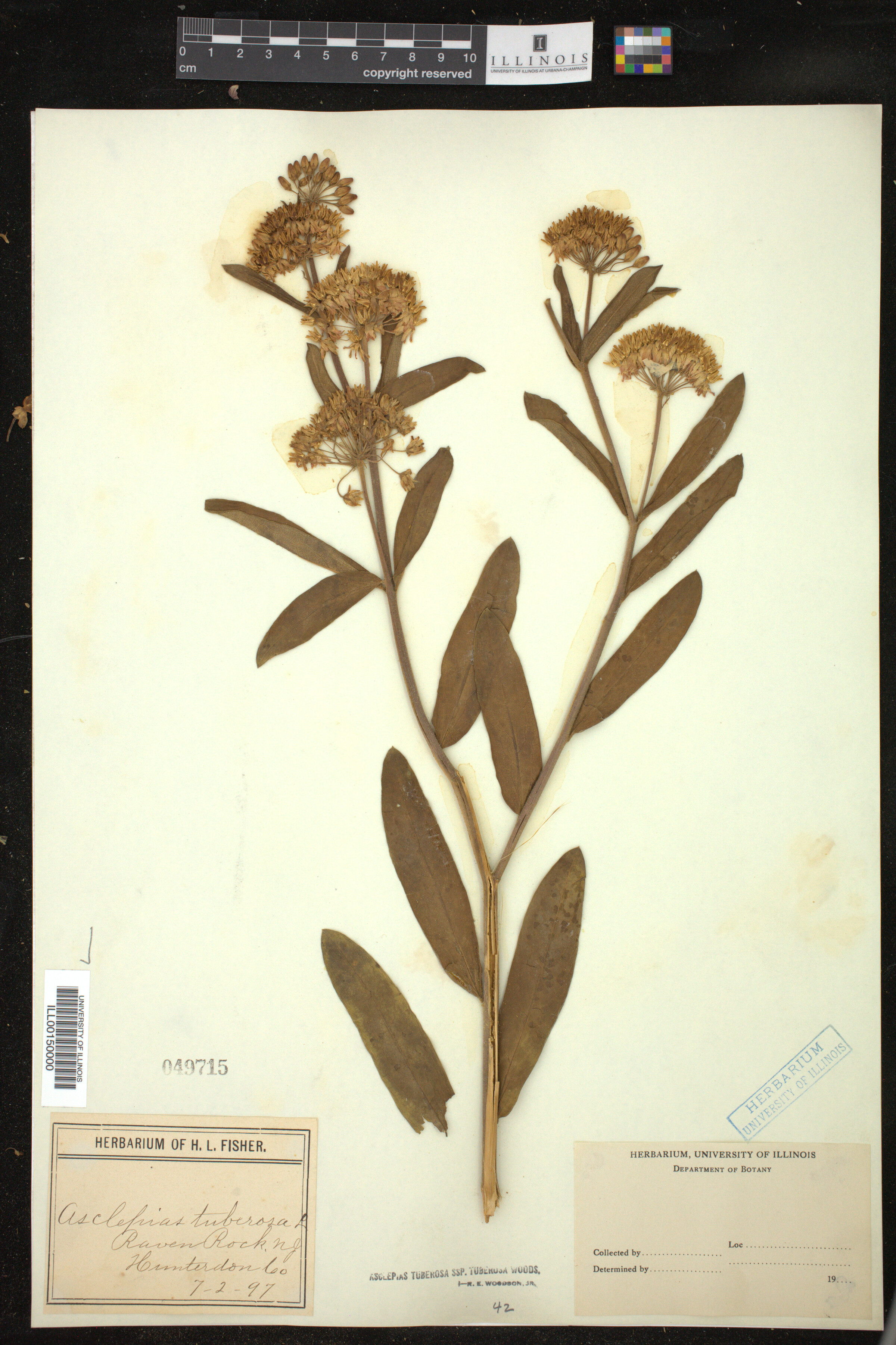 Asclepias tuberosa image