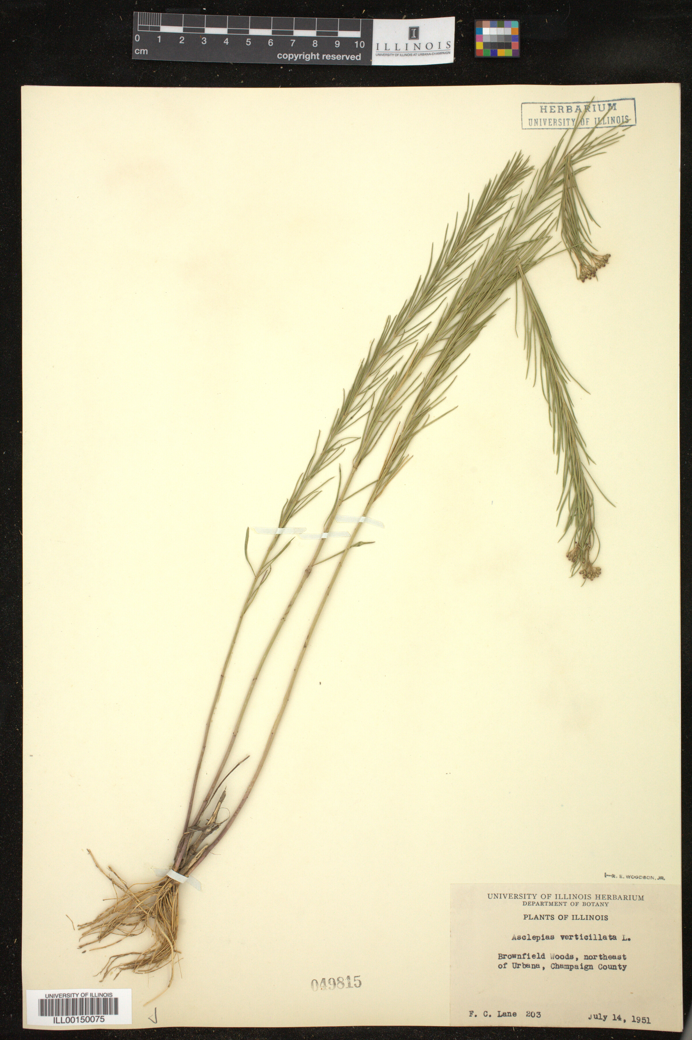 Asclepias image
