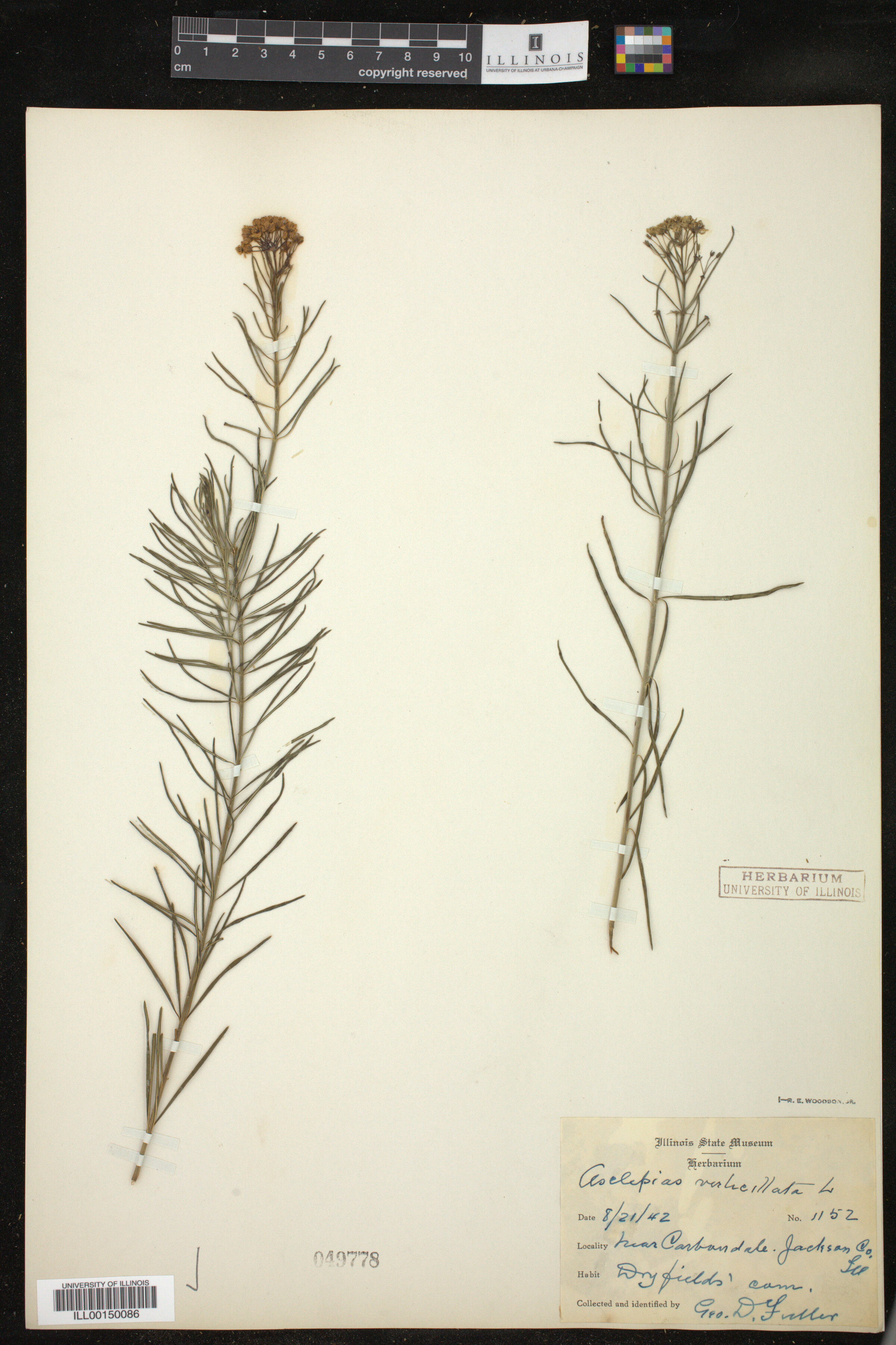 Asclepias verticillata image