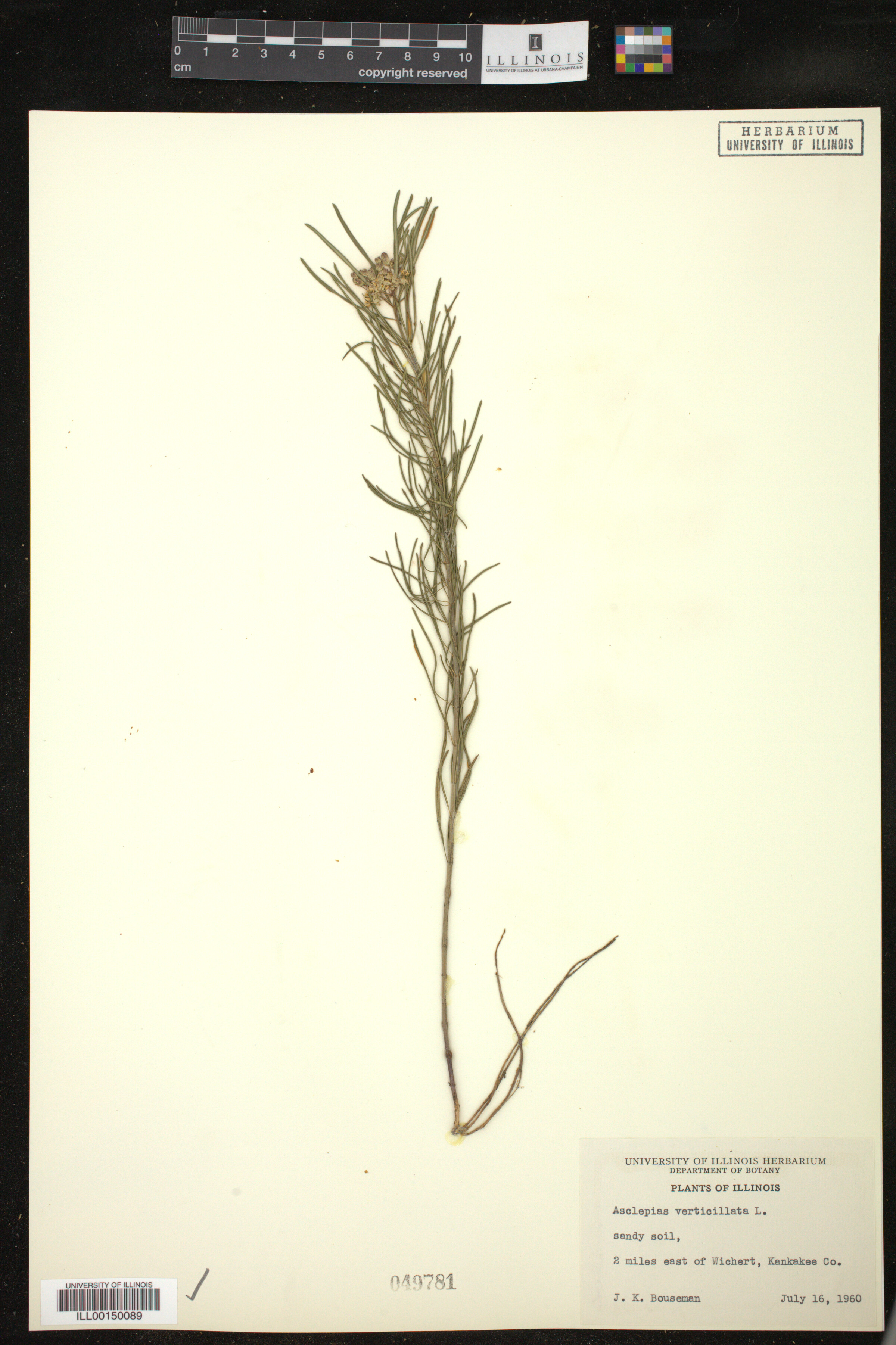 Asclepias verticillata image