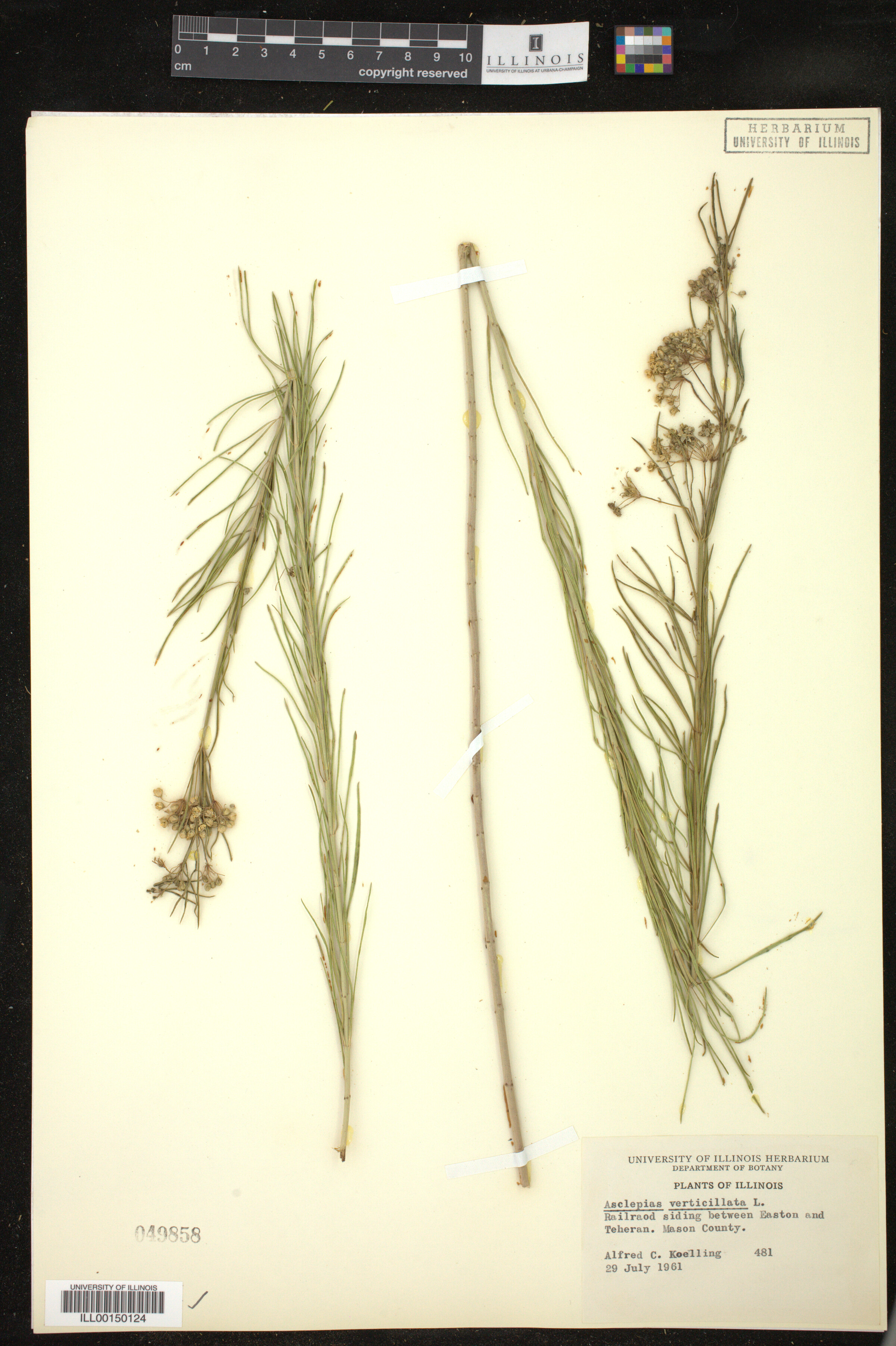 Asclepias verticillata image