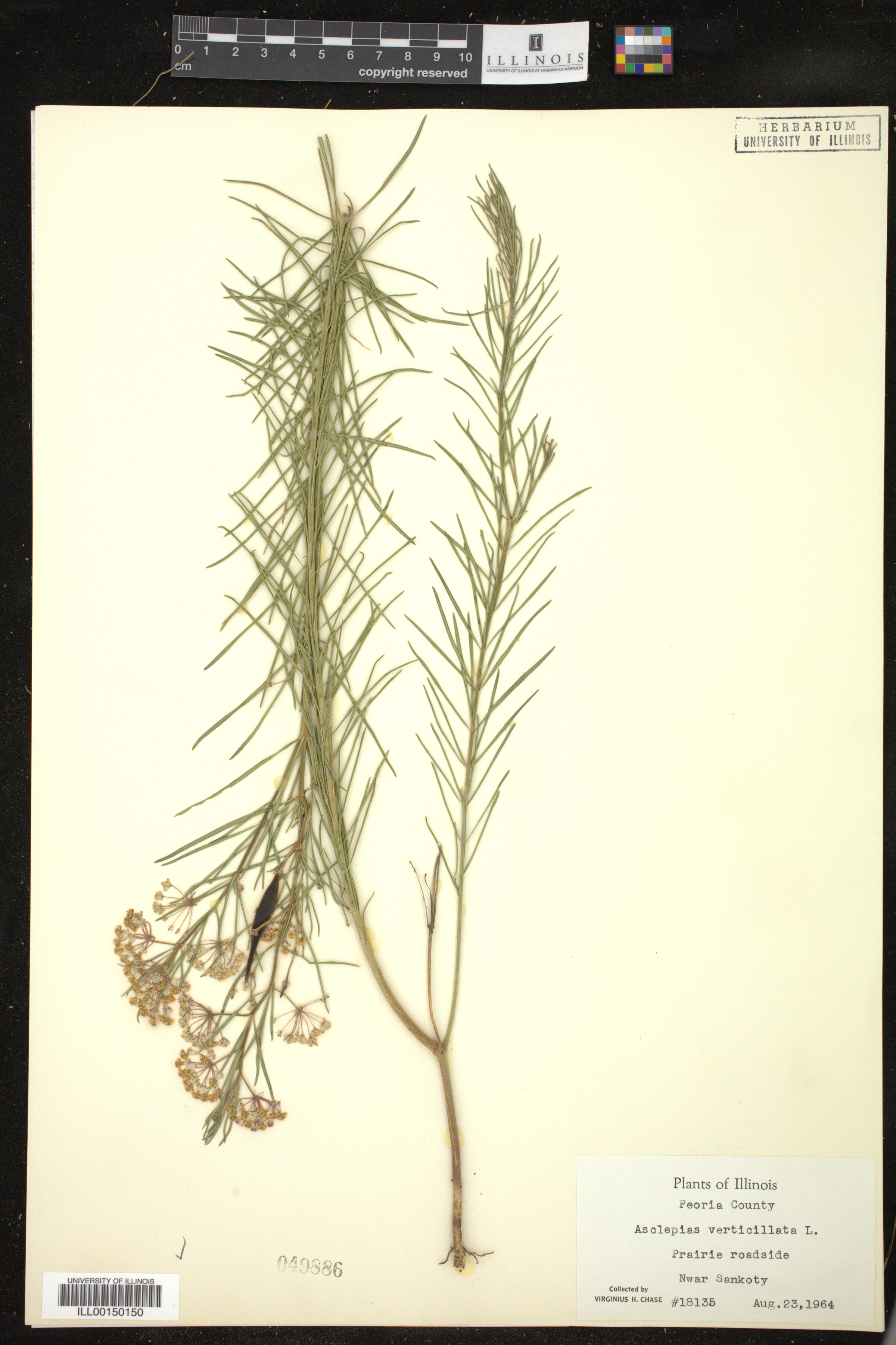 Asclepias verticillata image